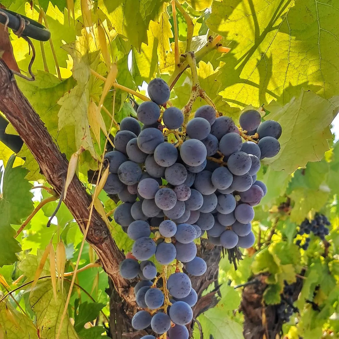 uva magliocco grappolo - Meraviglie di Calabria - 6