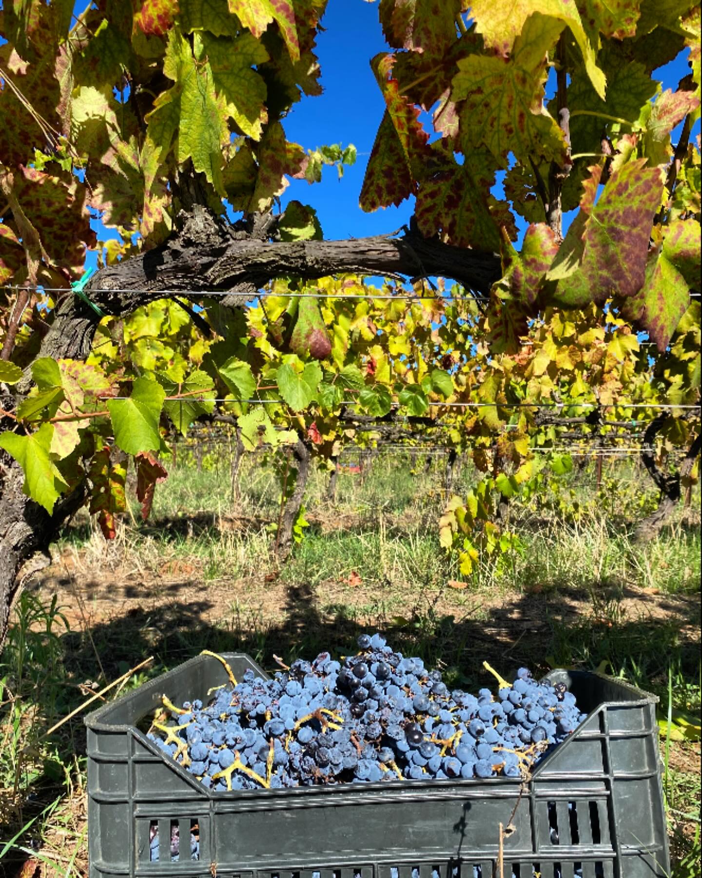 uva magliocco cassetta - Meraviglie di Calabria - 12