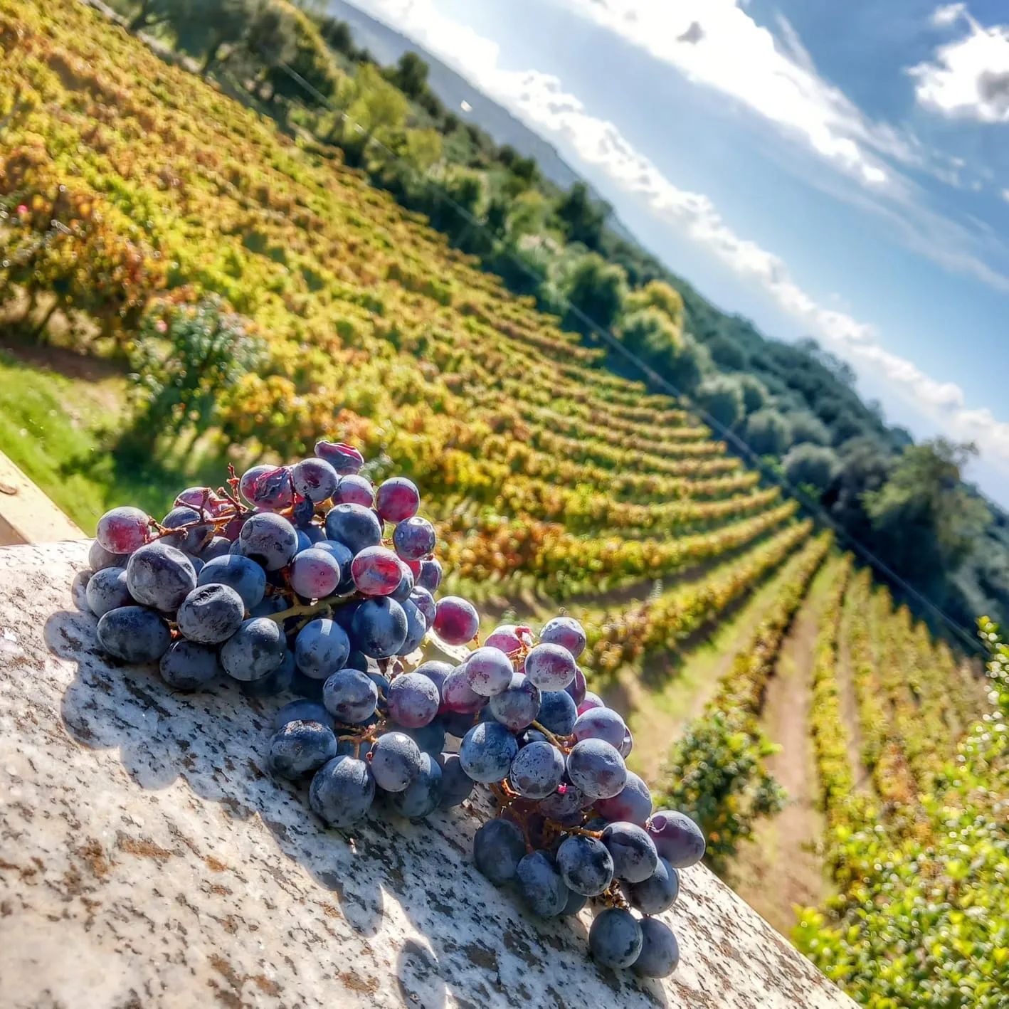 uva vigne - Meraviglie di Calabria - 4