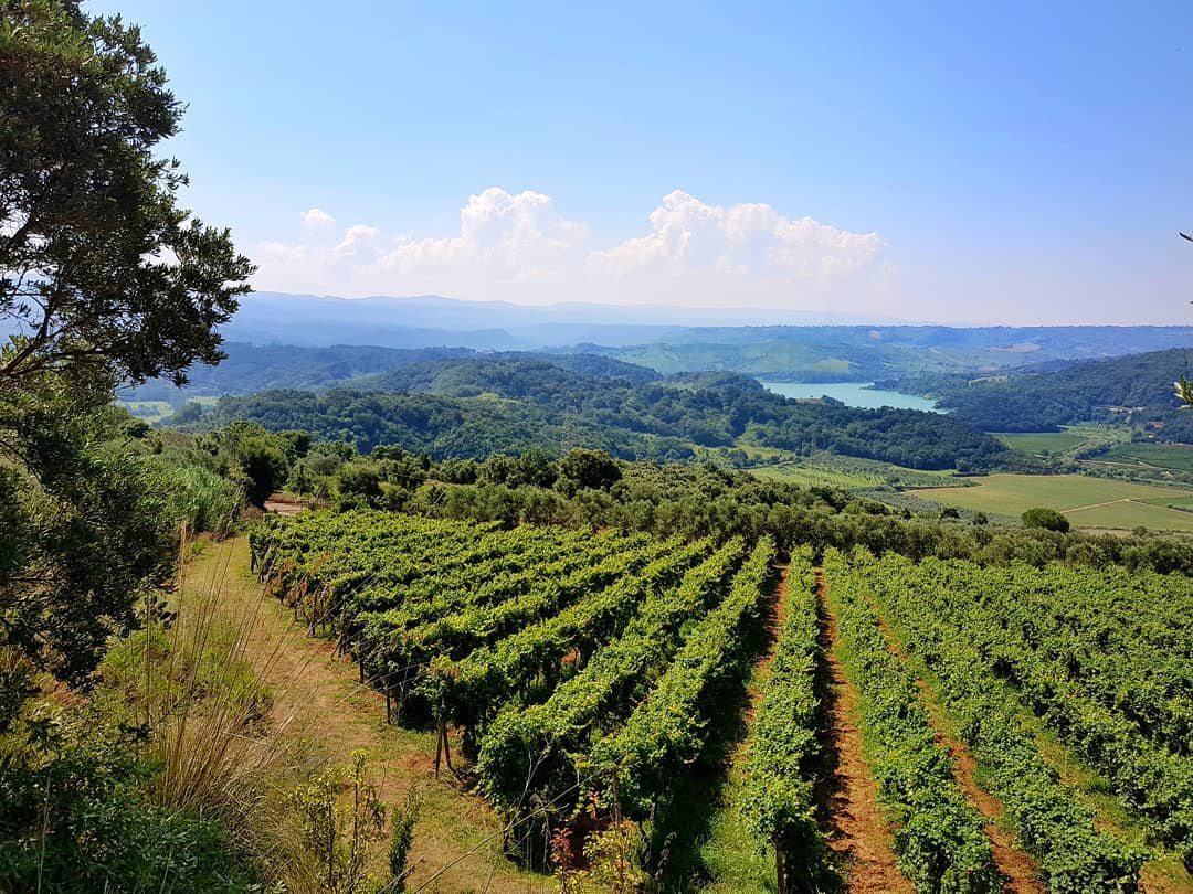 vigna vibonese - Agosto tempo di mare, ma anche tempo di vendemmia - 5 vigna vibonese - Meraviglie di Calabria - 4