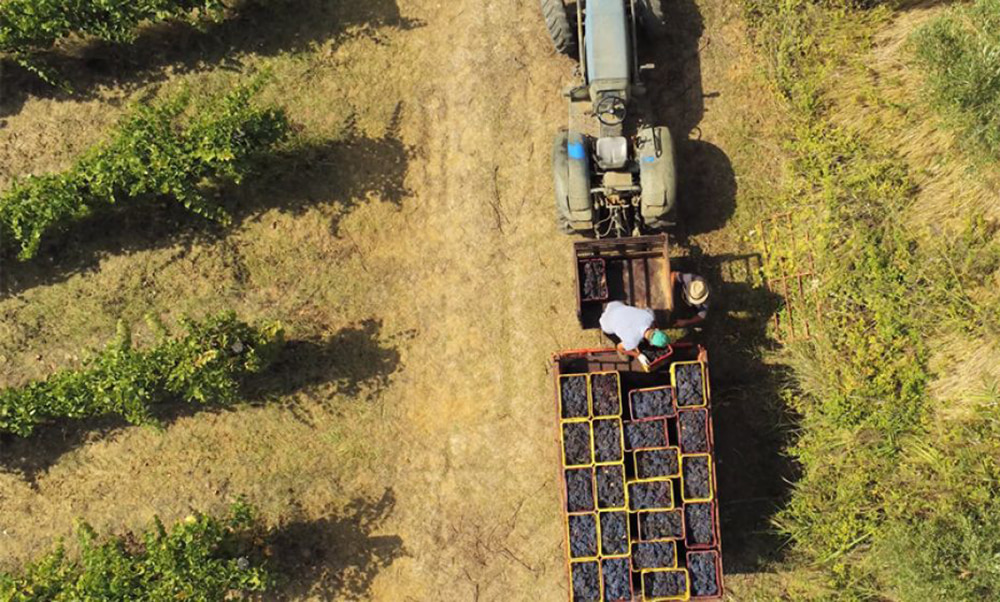 vigne trattore uva - Meraviglie di Calabria - 2
