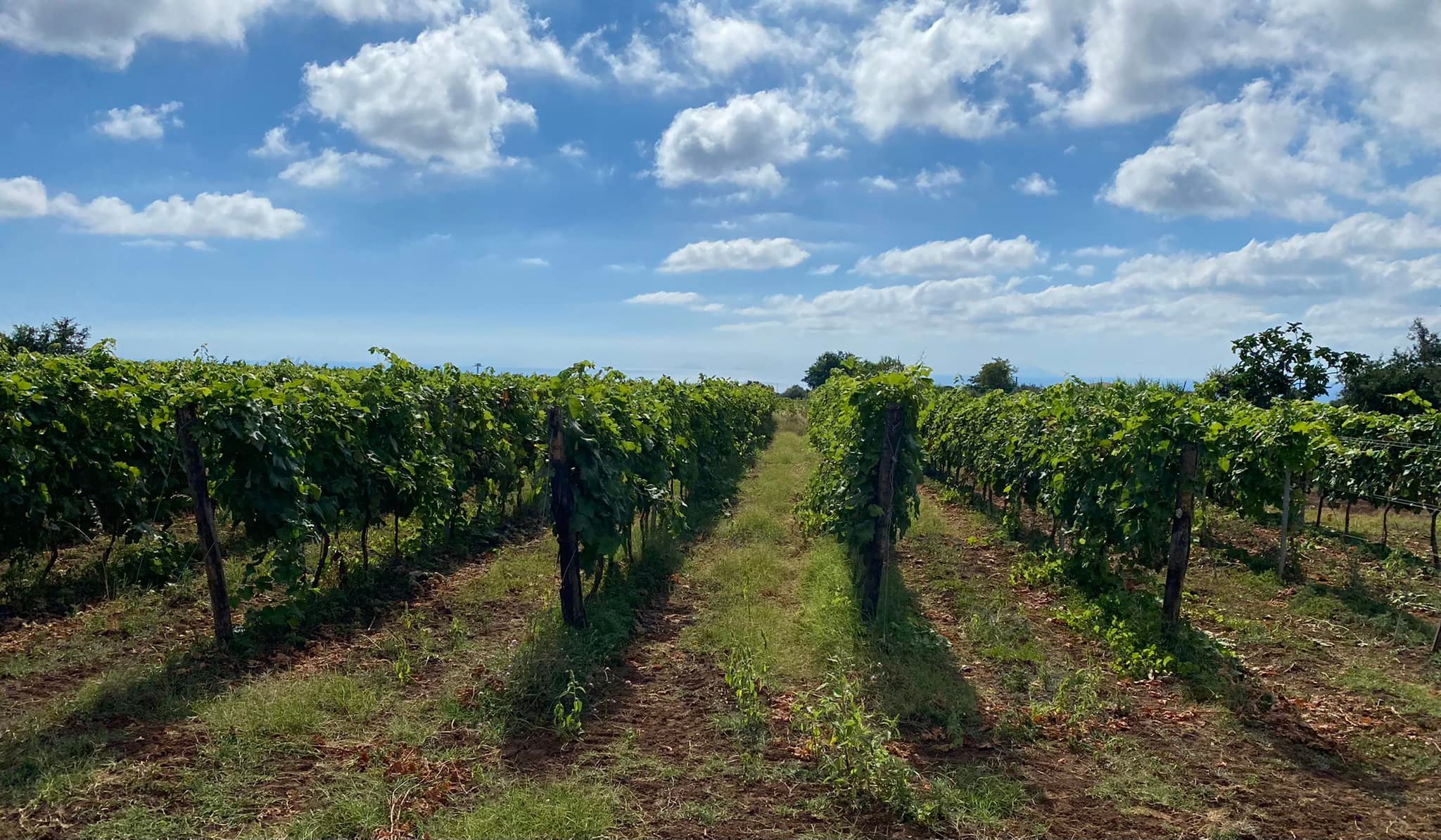 I vini della Costa degli Dei, assoluti protagonisti a Beviamoci Sud