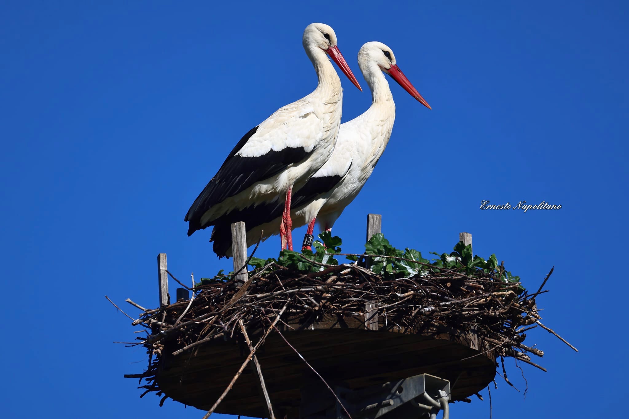 Cicogna katrin 2026 2 - Meraviglie di Calabria - 4