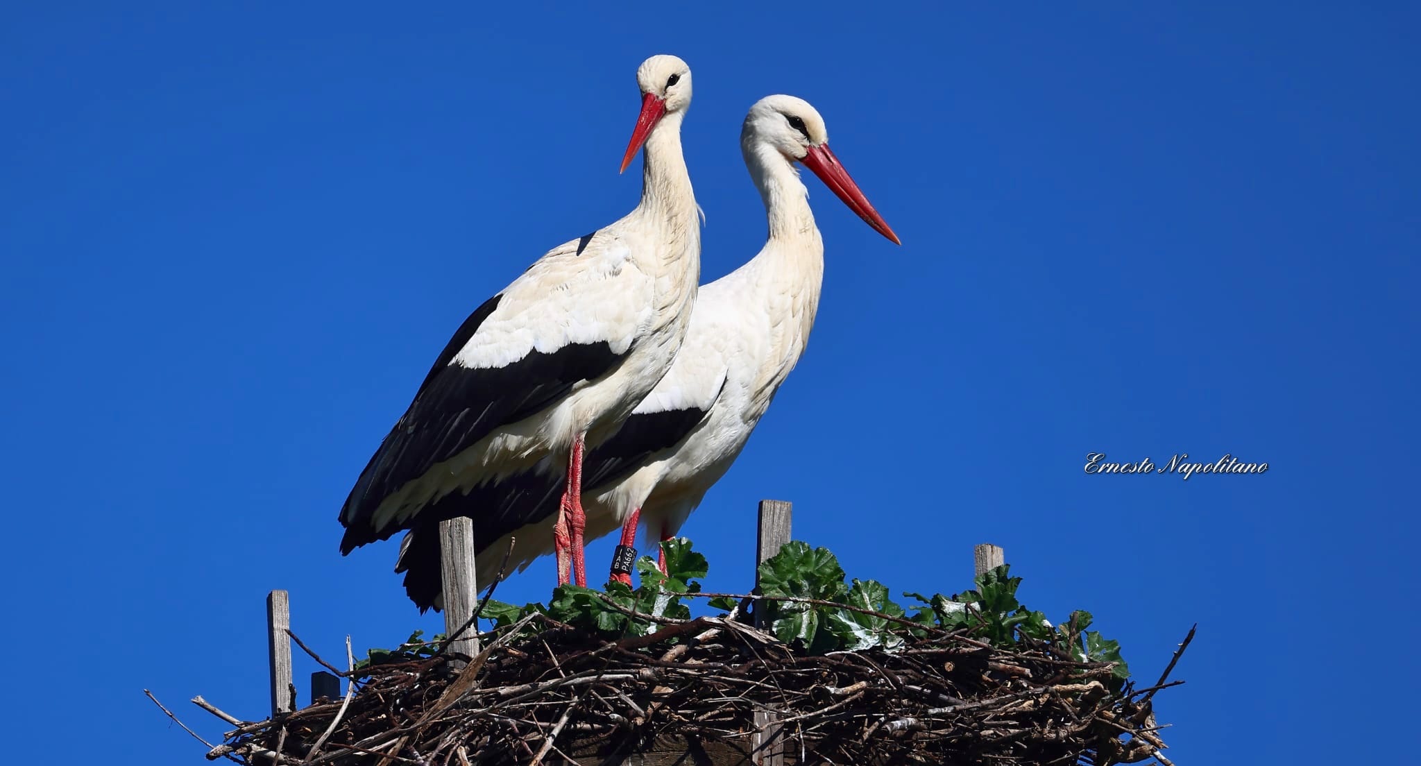 Stessa rotta stesso nido, la cicogna Katrin è tornata in Calabria