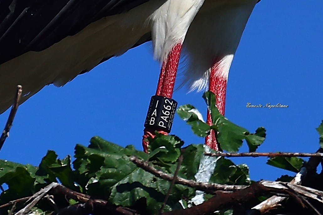 Cicogna katrin 2026 5 - Meraviglie di Calabria - 6