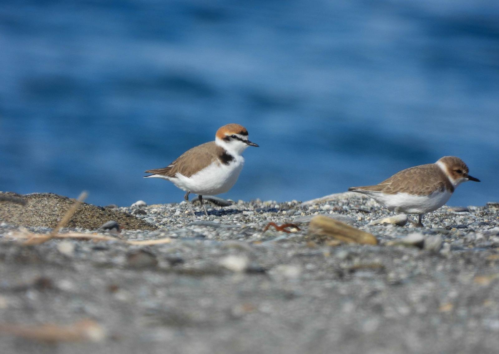 Fratino 2 - Meraviglie di Calabria - 6
