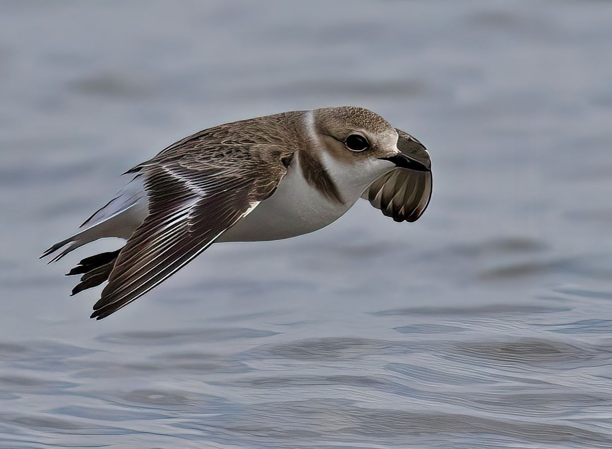 Fratino 4 - Meraviglie di Calabria - 2