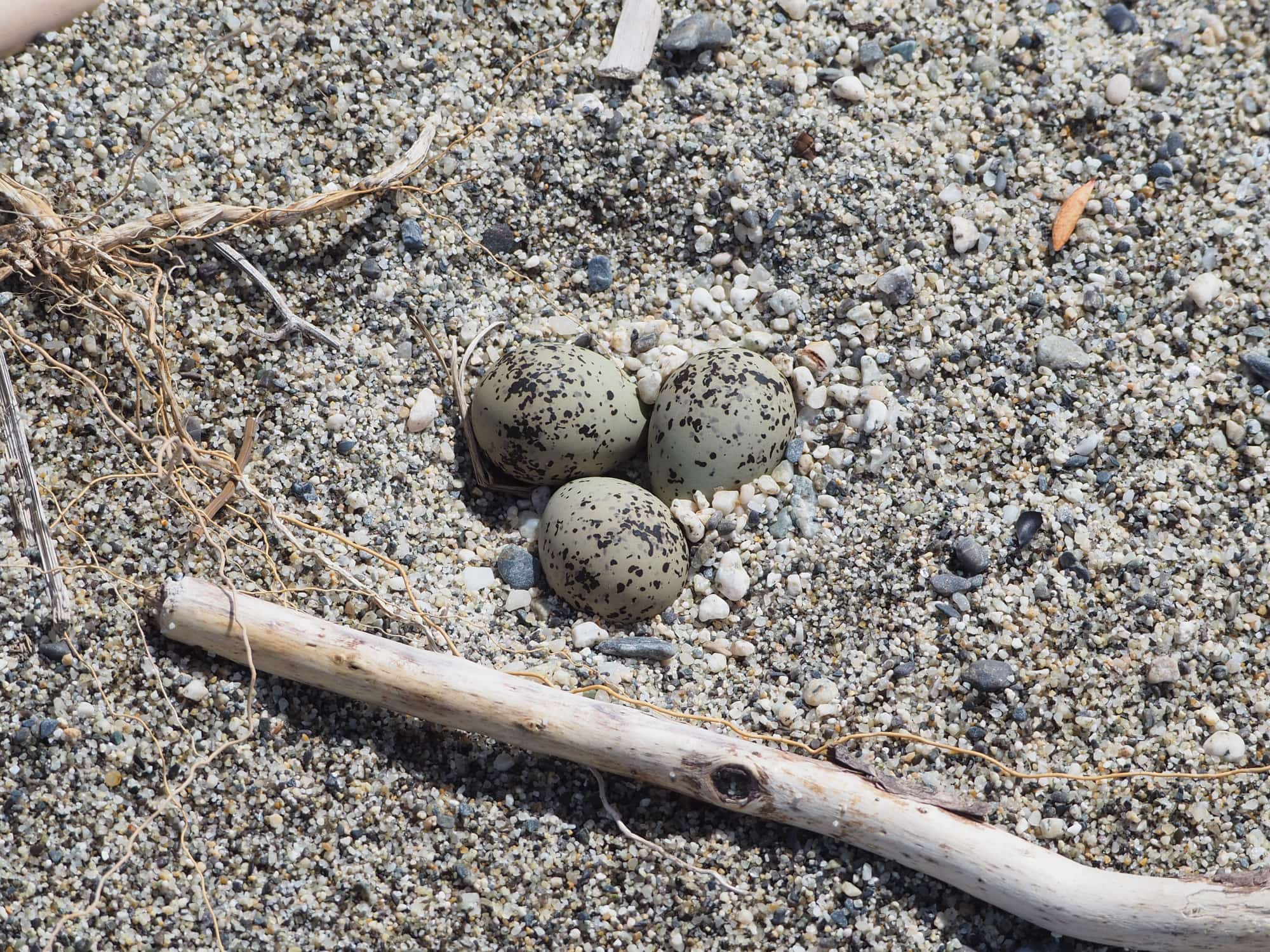 Fratino 5 - Meraviglie di Calabria - 8