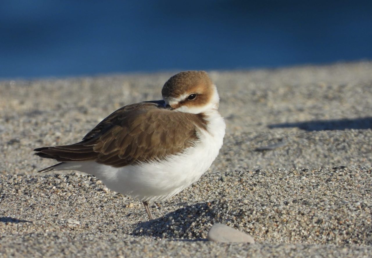 Fratino a rischio estinzione, un piano europeo  coinvolge la Calabria