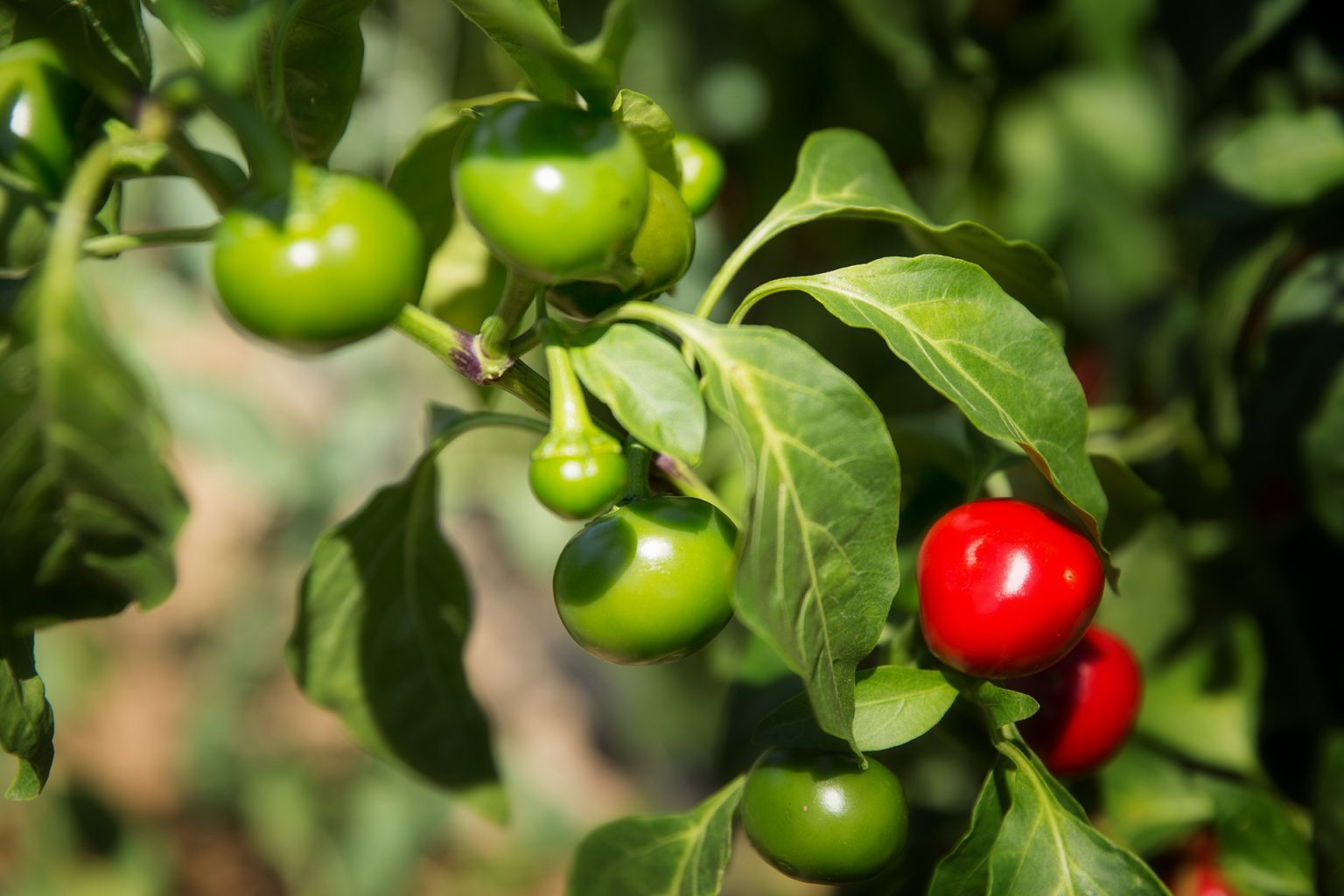 Peperoncino 2 - Il Peperoncino di Calabria verso il riconoscimento dell'Unione Europea - 3 Peperoncino 2 - Meraviglie di Calabria - 2