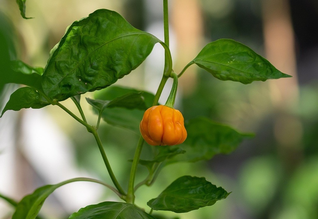 Peperoncino 3 - Il Peperoncino di Calabria verso il riconoscimento dell'Unione Europea - 9 Peperoncino 3 - Meraviglie di Calabria - 8