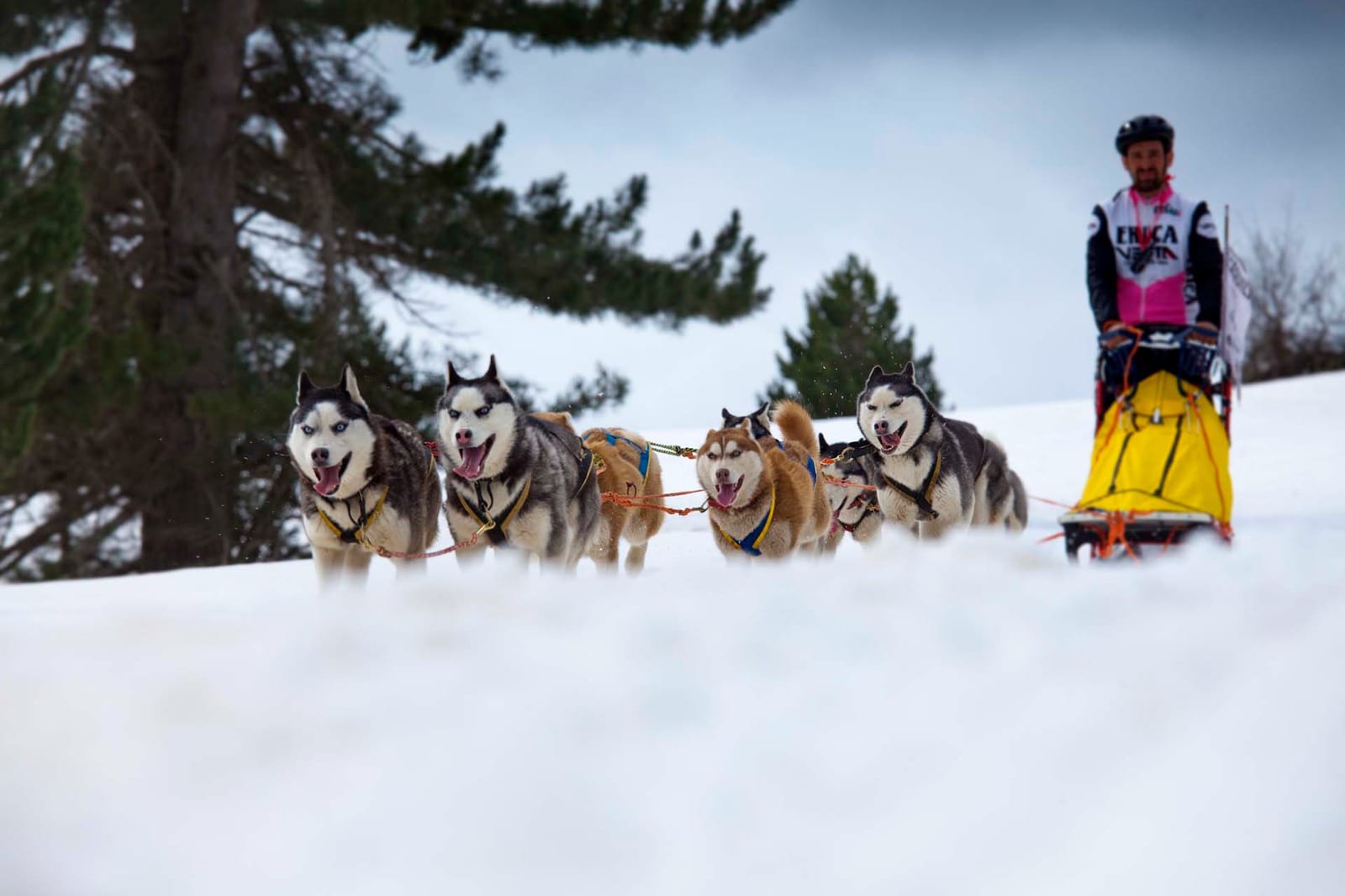 Weekend in Sila, a Carlomagno arriva Dogs on the Snow