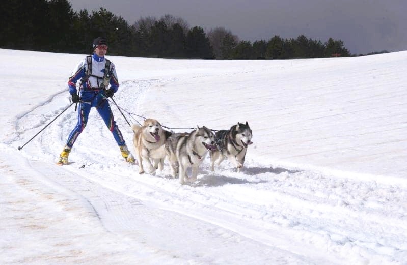 Sila Dog on the Snow 12 - Weekend in Sila, a Carlomagno arriva Dogs on the Snow - 5 Sila Dog on the Snow 12 - Meraviglie di Calabria - 4