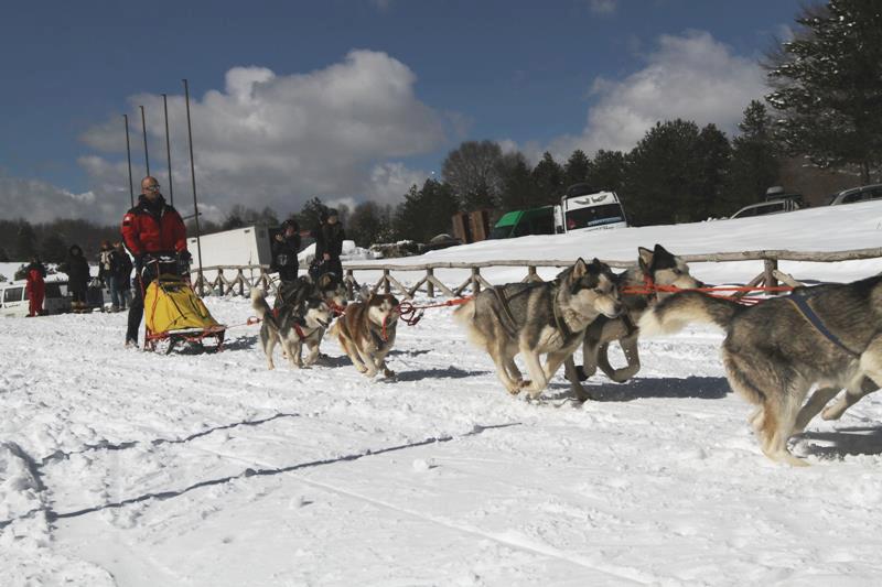 Sila Dog on the Snow 3 - Weekend in Sila, a Carlomagno arriva Dogs on the Snow - 11 Sila Dog on the Snow 3 - Meraviglie di Calabria - 10