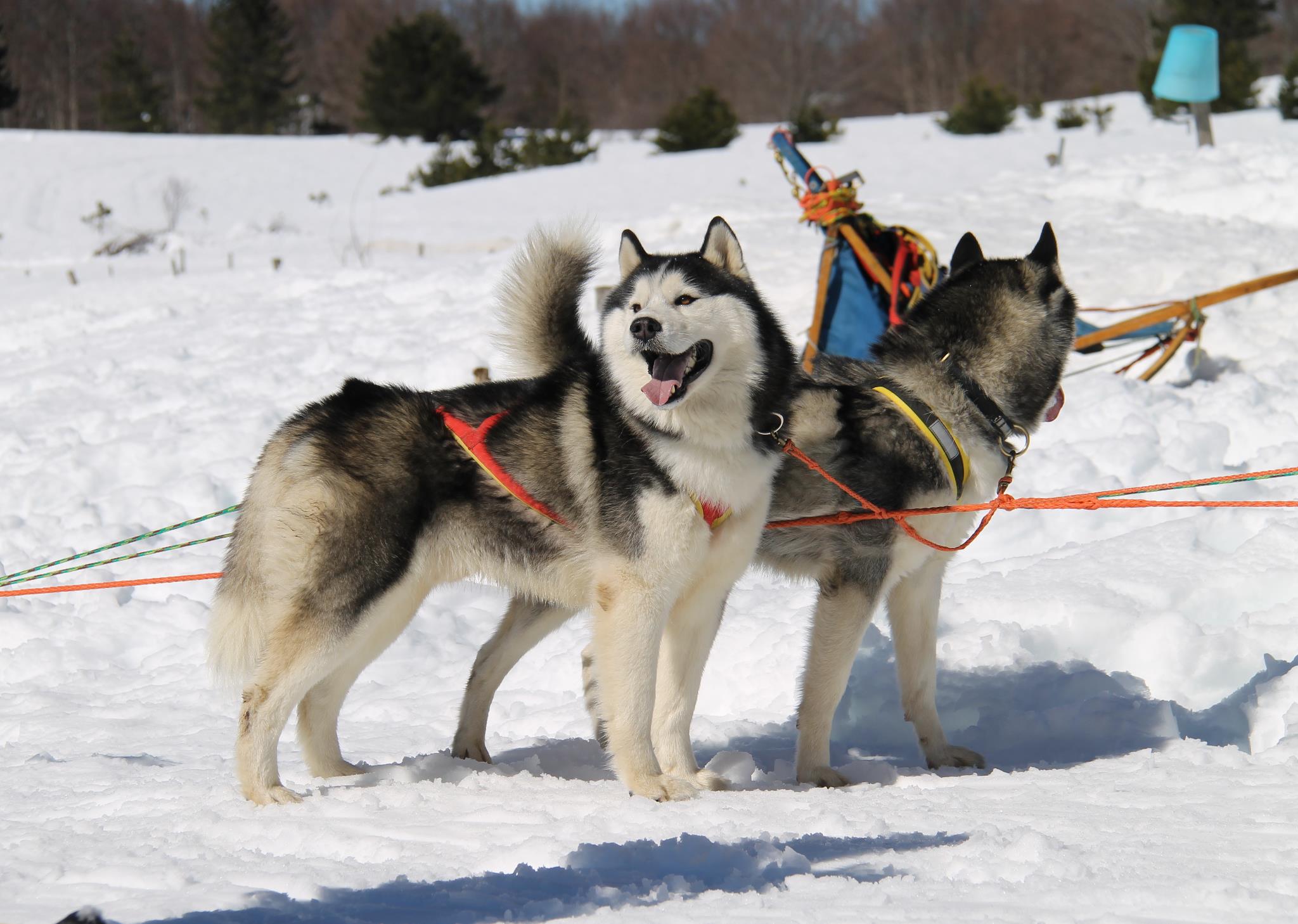 Sila Dog on the Snow 5 - Weekend in Sila, a Carlomagno arriva Dogs on the Snow - 7 Sila Dog on the Snow 5 - Meraviglie di Calabria - 6