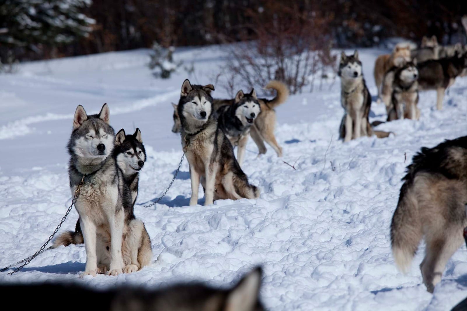 Sila Dog on the Snow 6 - Weekend in Sila, a Carlomagno arriva Dogs on the Snow - 3 Sila Dog on the Snow 6 - Meraviglie di Calabria - 2