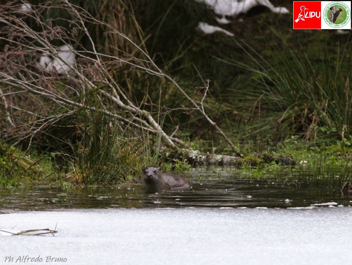 Il ritorno della regina dei fiumi, la lontra riappare tra i boschi della Sila