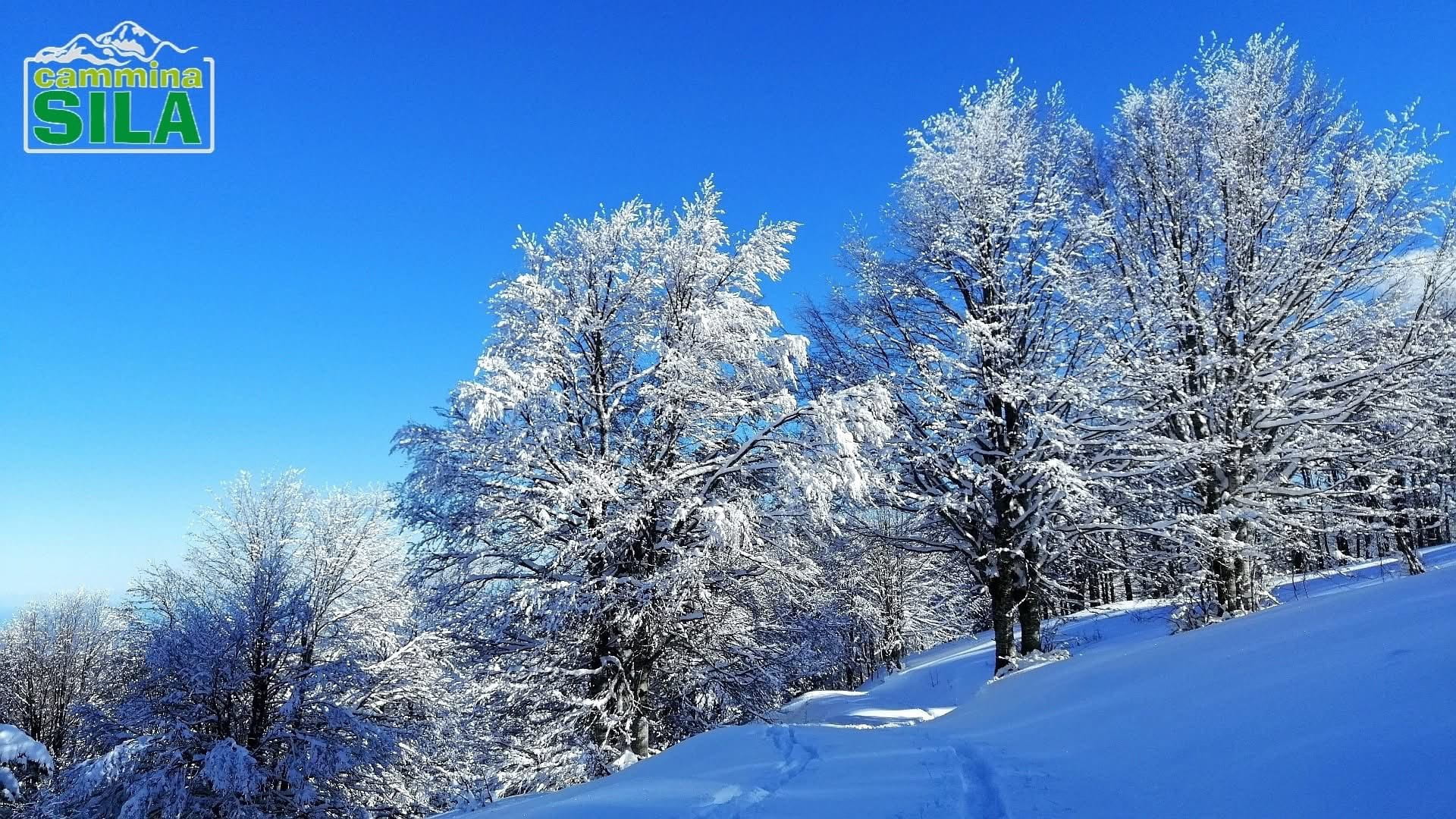 Sila neve ph Cammina Sila 15 - Meraviglie di Calabria - 4