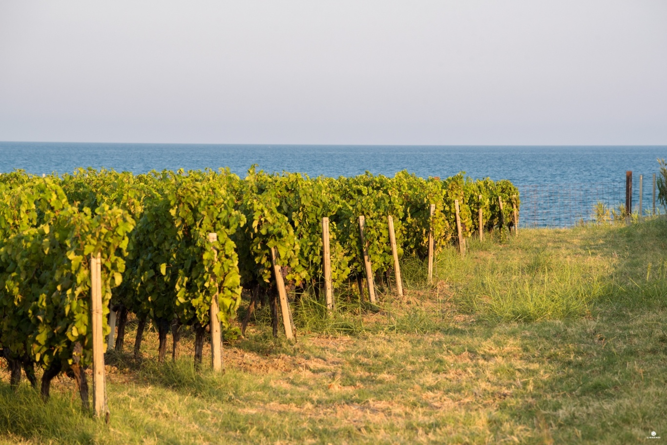 Vitigno librandi ph luca savettiere - Meraviglie di Calabria - 4