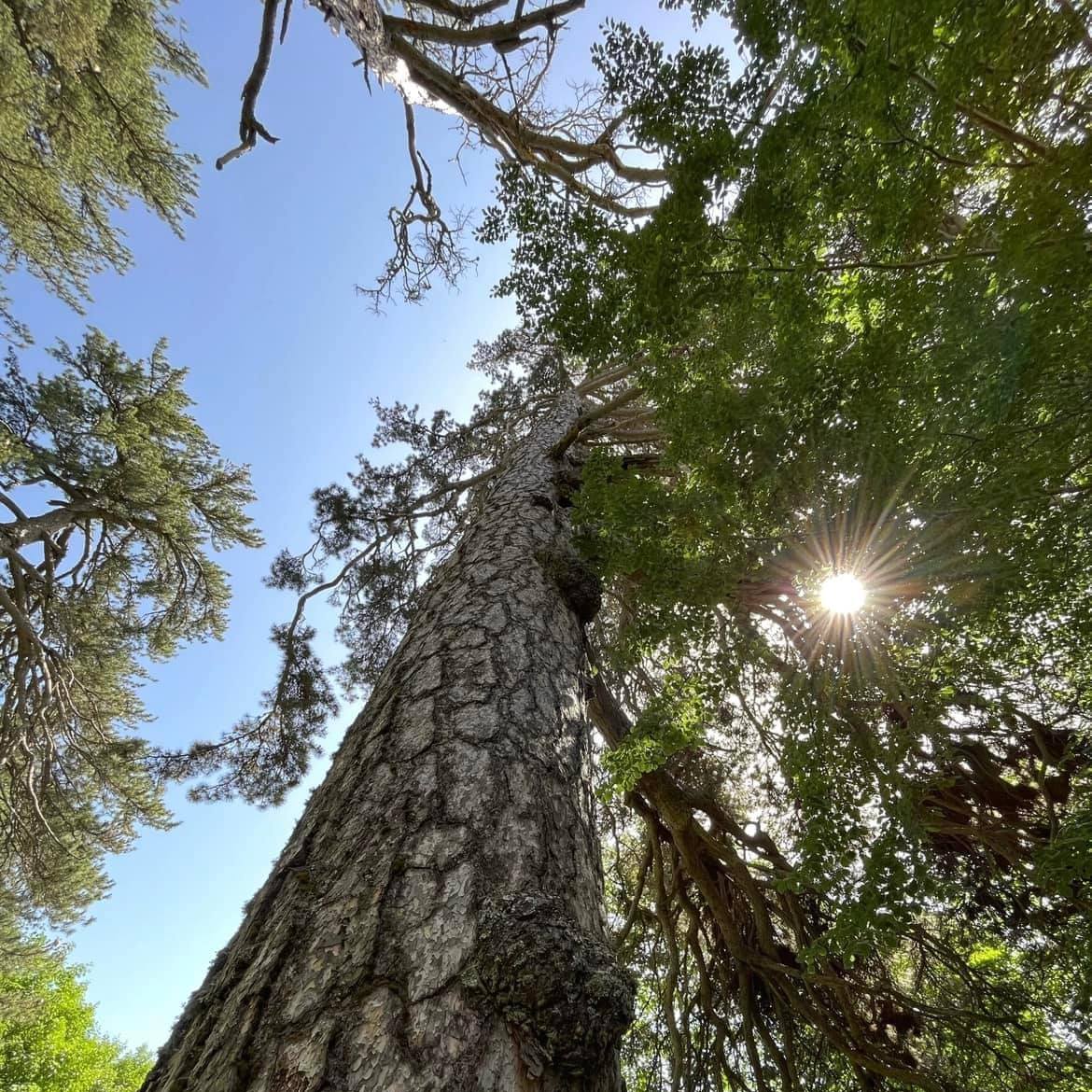 Giganti della Sila 1 - Meraviglie di Calabria - 12