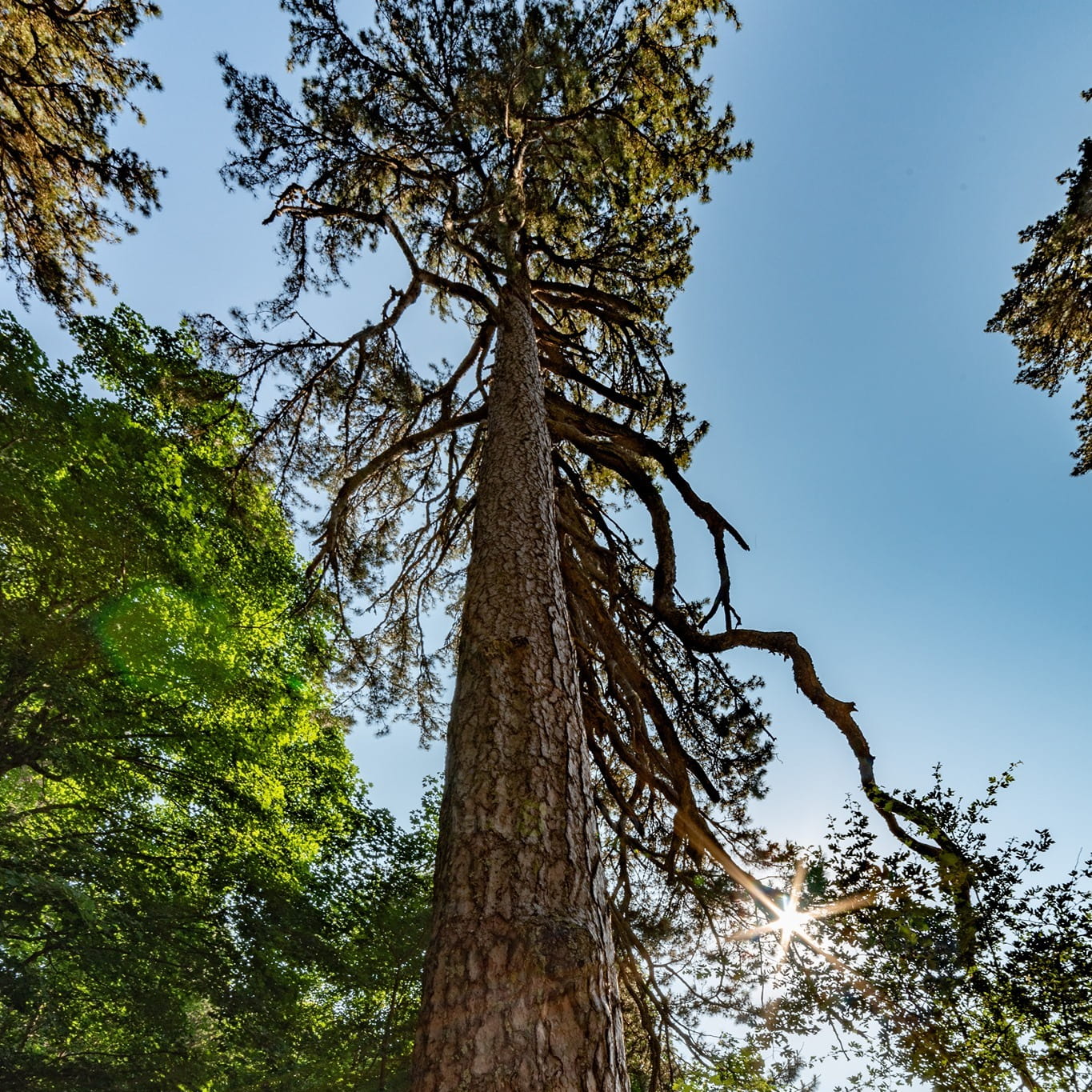 Giganti della Sila 3 - Meraviglie di Calabria - 16