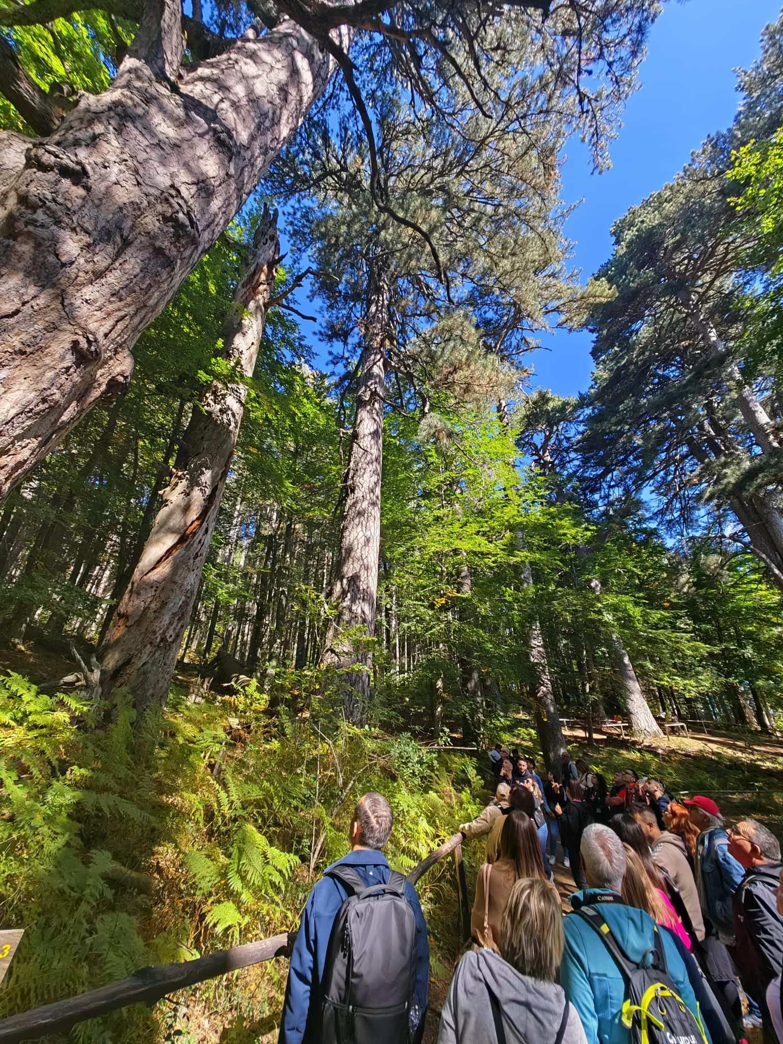 Giganti della Sila 4 - Meraviglie di Calabria - 14