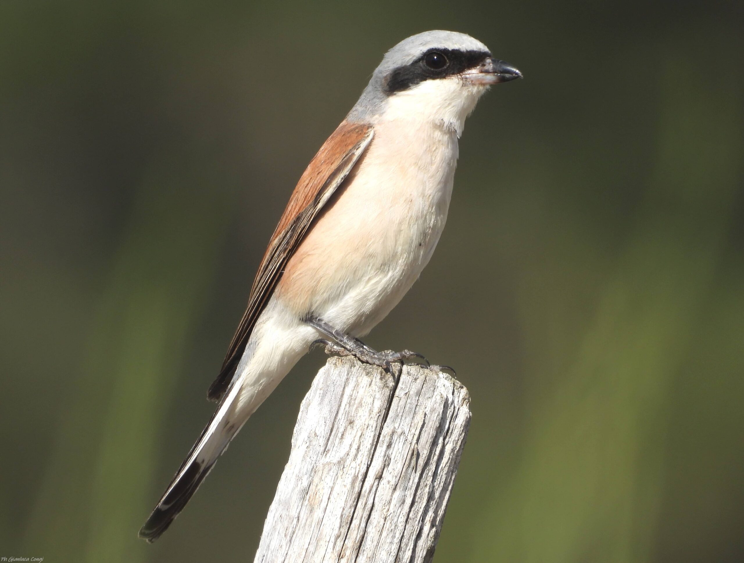 LIPU Averla piccola ph Gianluca Congi scaled - Meraviglie di Calabria - 18