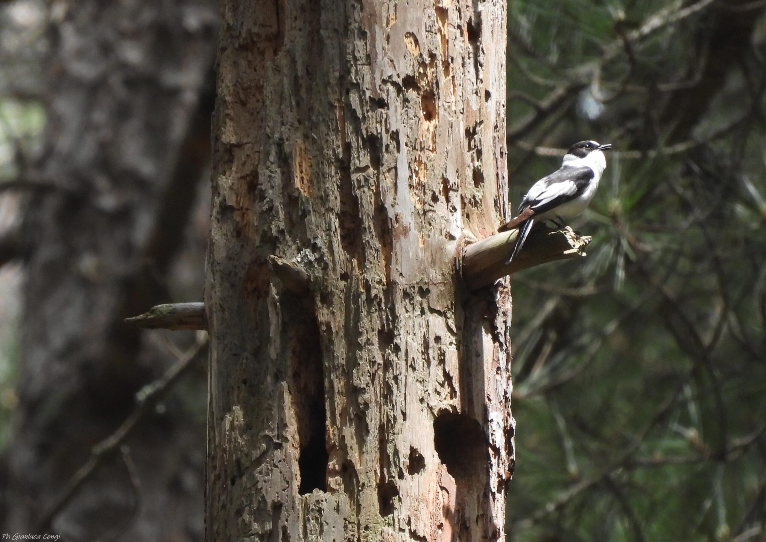 LIPU Balia dal collare ph Gianluca Congi scaled - Meraviglie di Calabria - 14