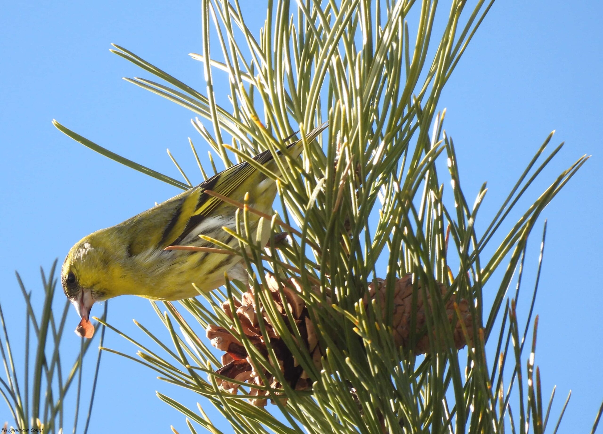 LIPU Lucherino ph Gianluca Congi 1 scaled - Meraviglie di Calabria - 16