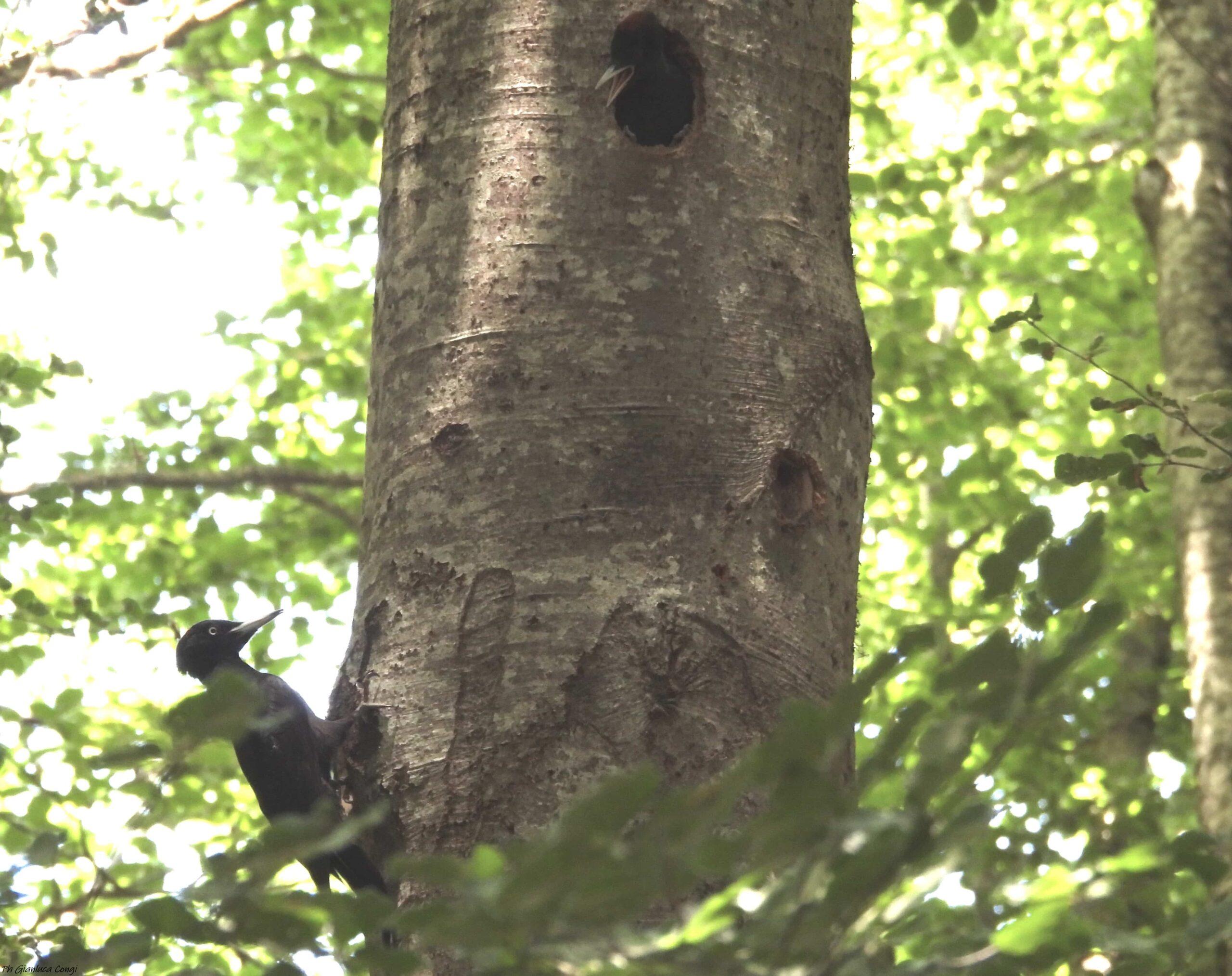 LIPU Picchio nero ph Gianluca Congi scaled - Meraviglie di Calabria - 6