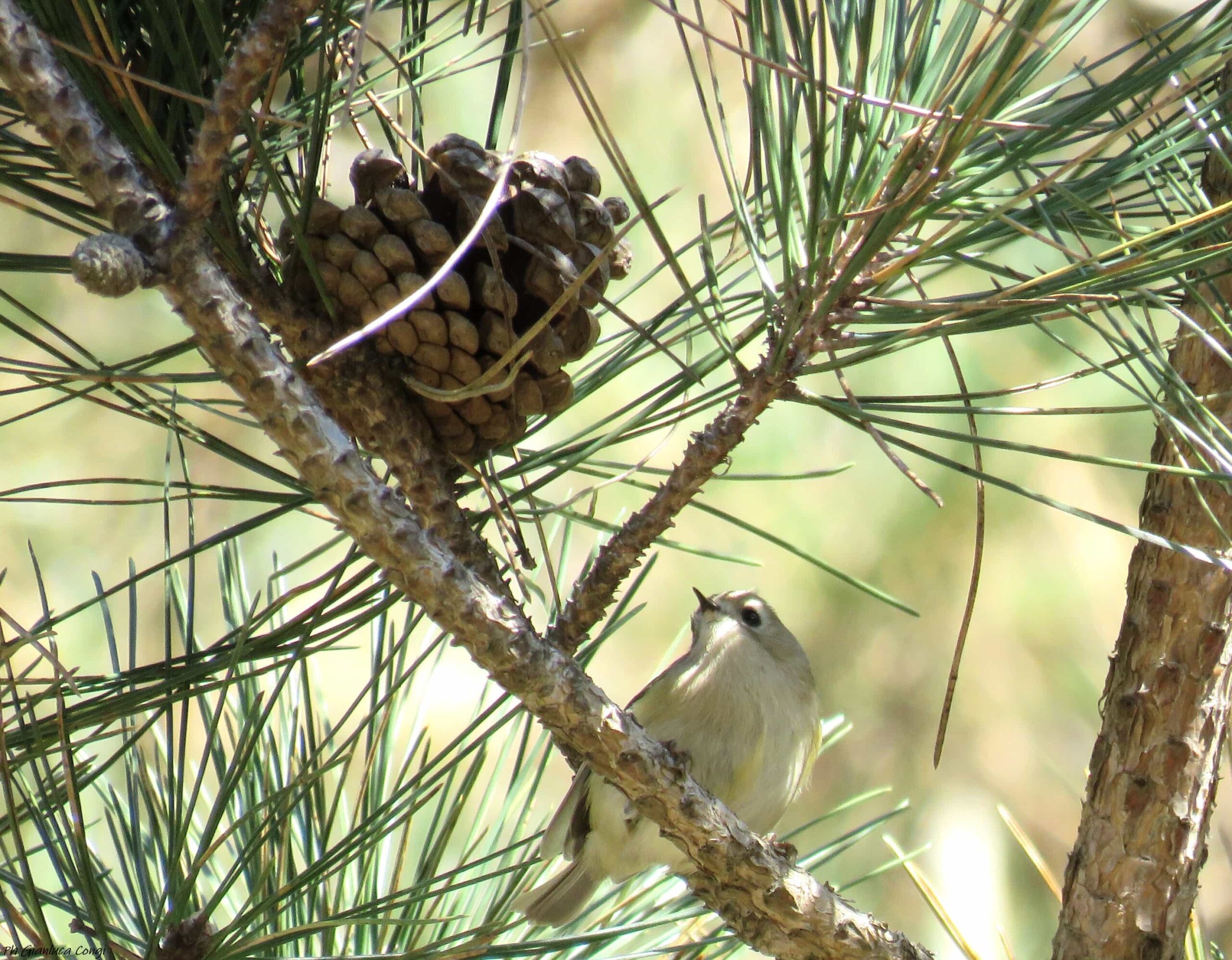 LIPU Regolo ph Gianluca Congi scaled - Meraviglie di Calabria - 2