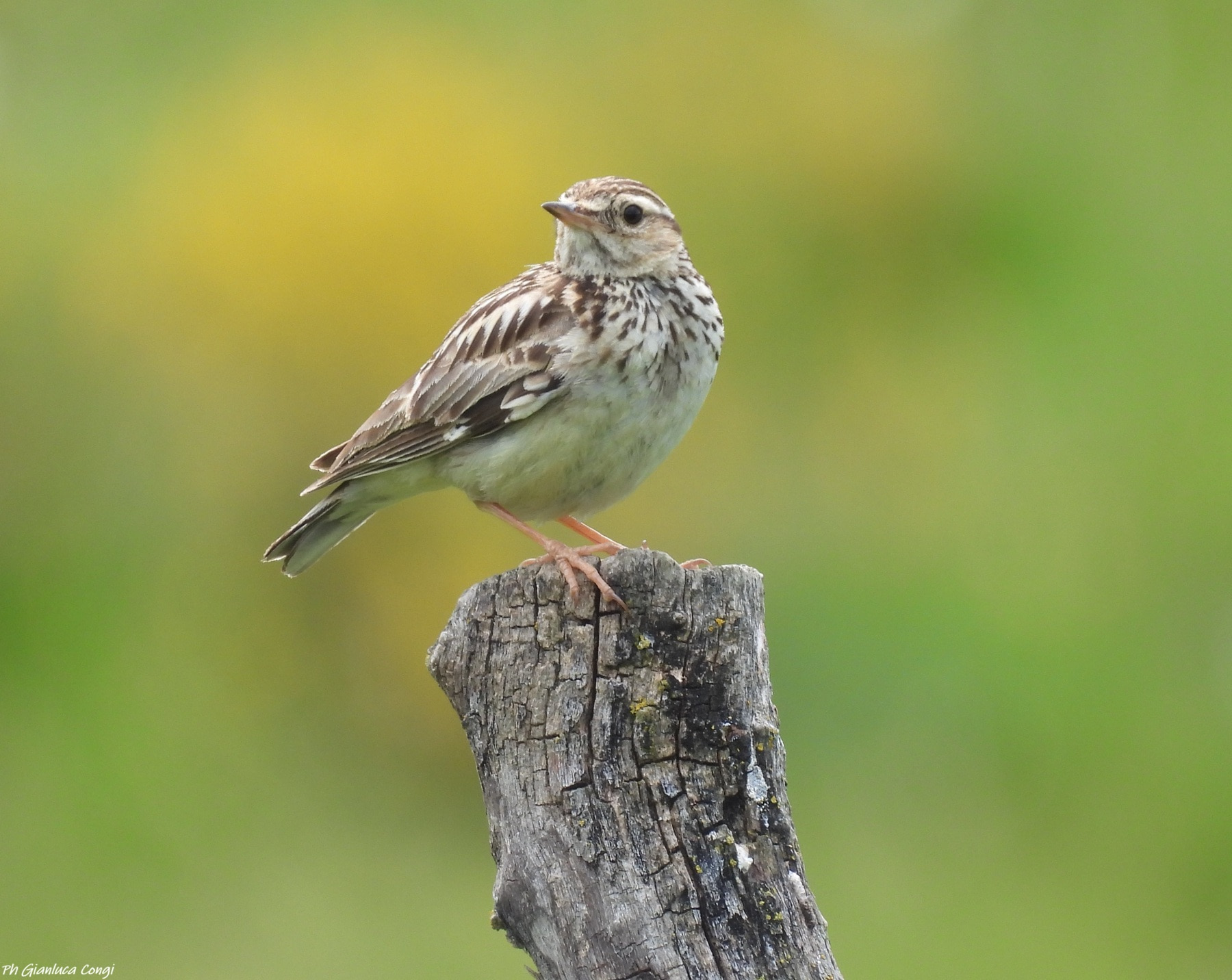 LIPU Tottavilla ph Gianluca Congi - Meraviglie di Calabria - 20