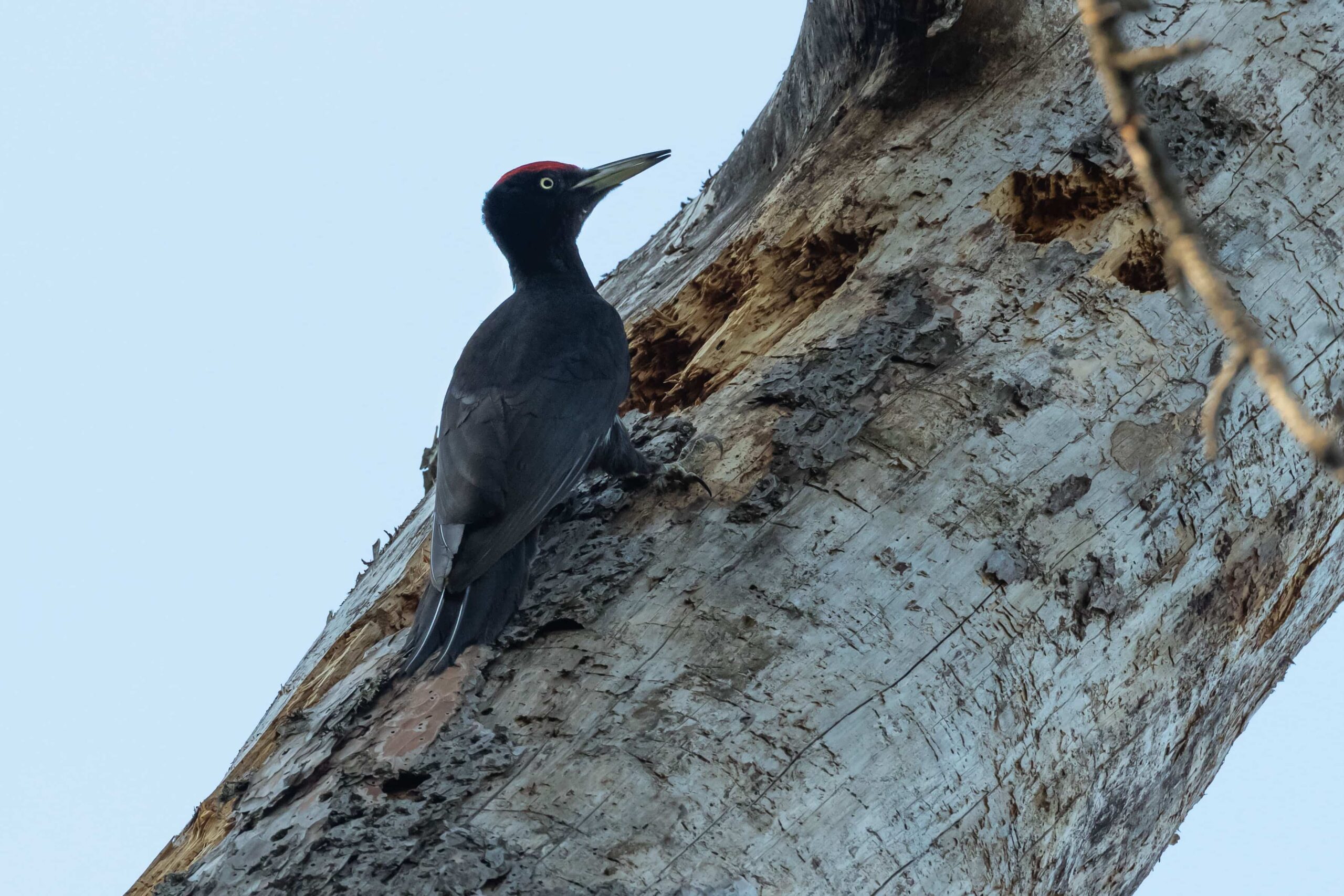 LIPU picchio nero foto di Tommaso Talerico scaled - Meraviglie di Calabria - 4