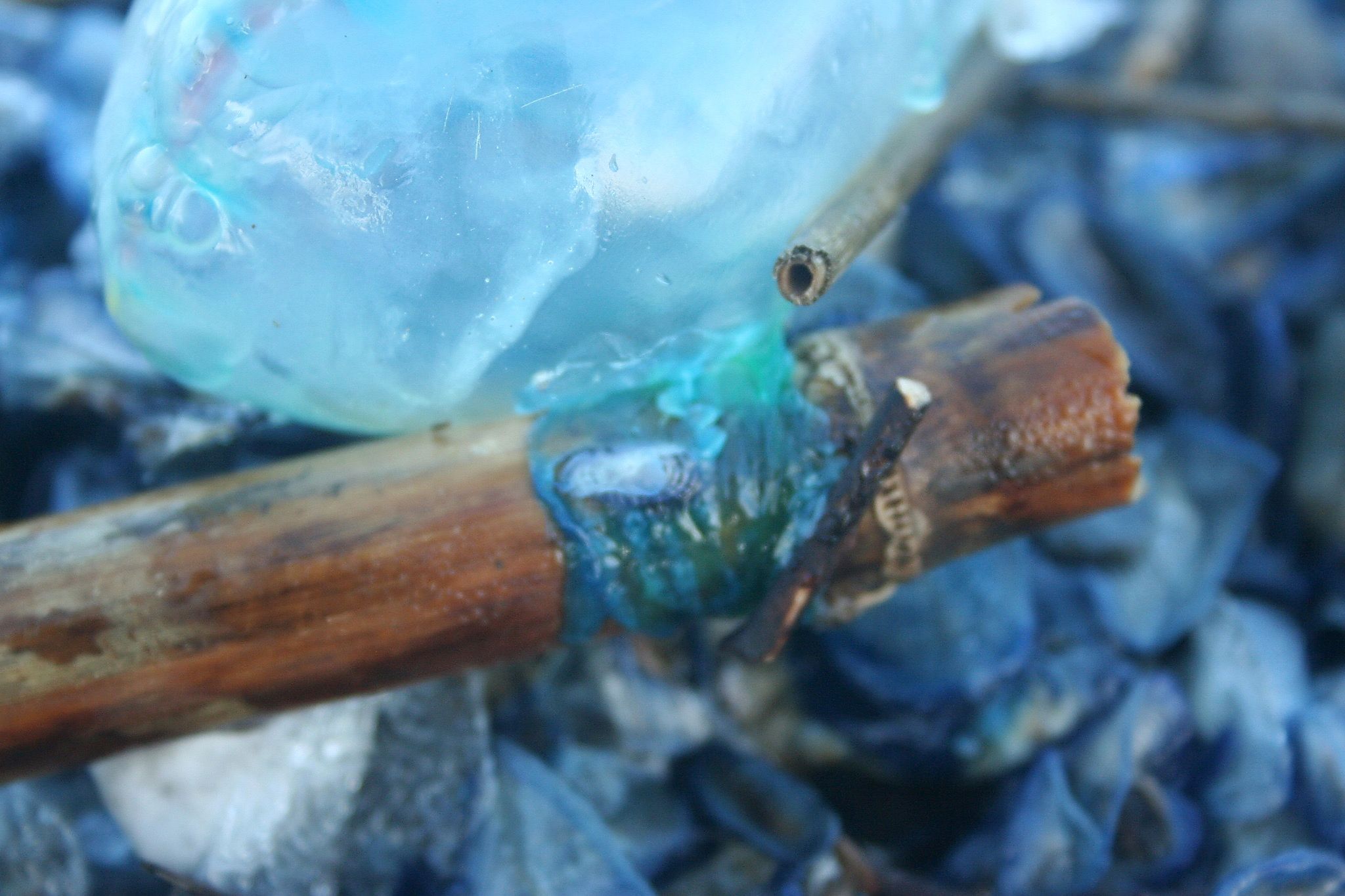 Mare Caravella portoghese 2 - Meraviglie di Calabria - 6