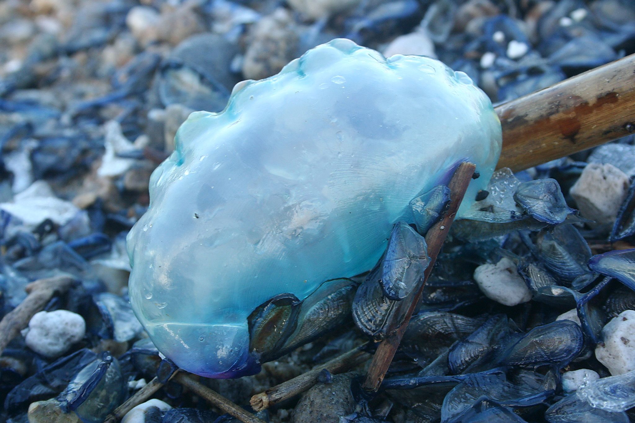 Mare Caravella portoghese 3 - Meraviglie di Calabria - 4