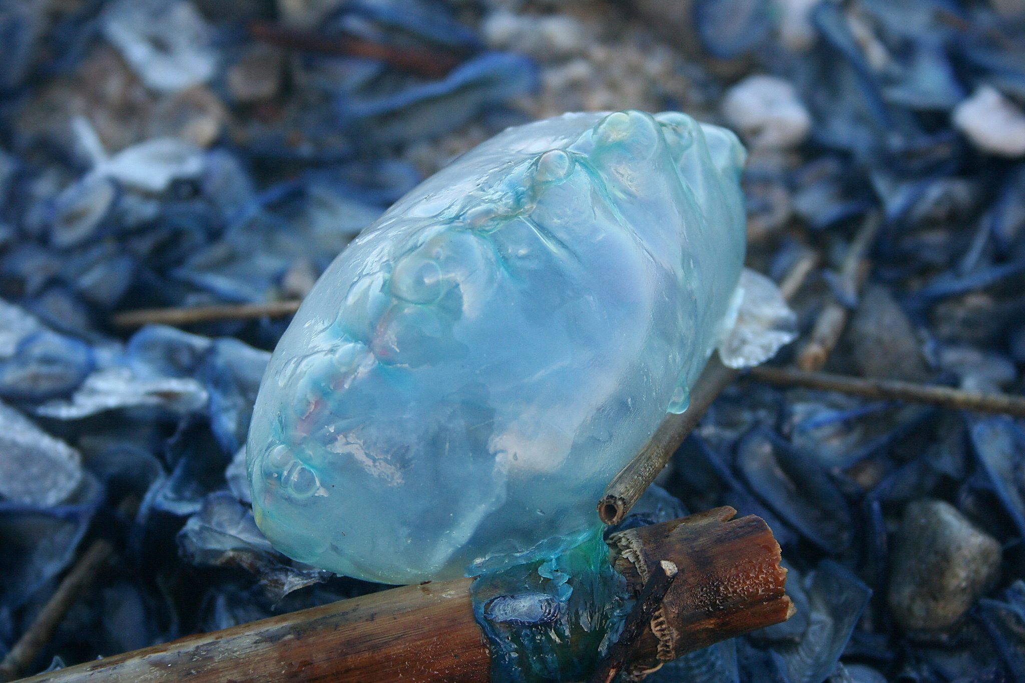 Mare Caravella portoghese 4 - Meraviglie di Calabria - 2