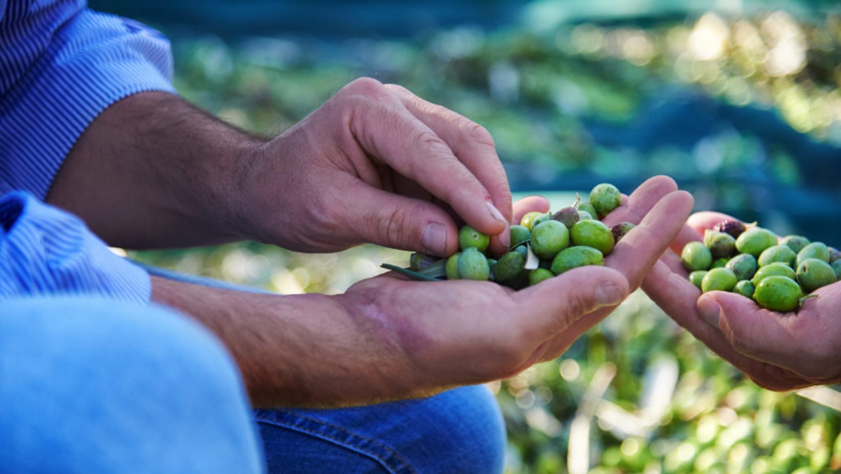 Guida Extravergini Slow Food 2026, tre aziende calabresi tra le migliori