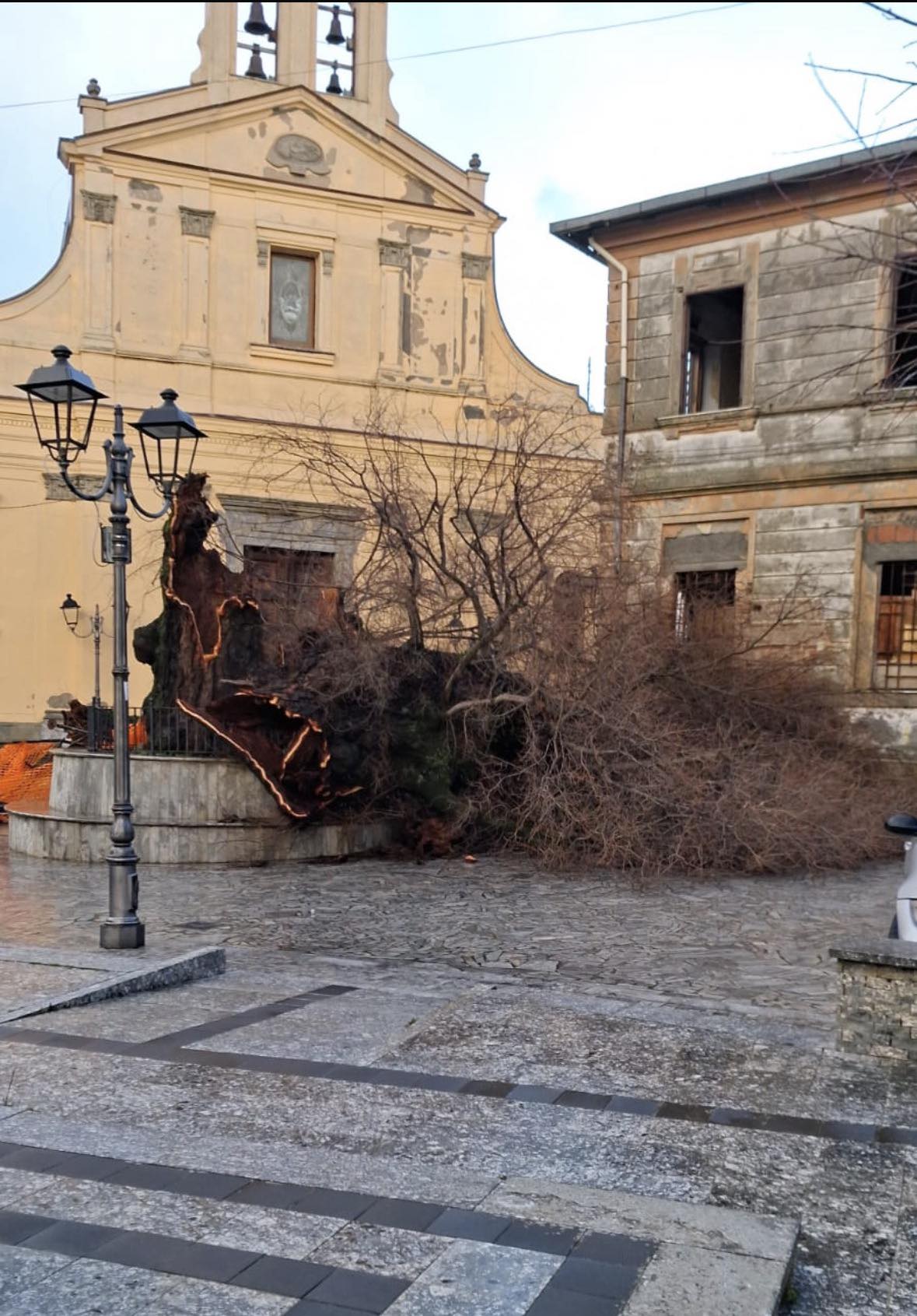Olmo di San Lorenzo 1 1 - Meraviglie di Calabria - 16