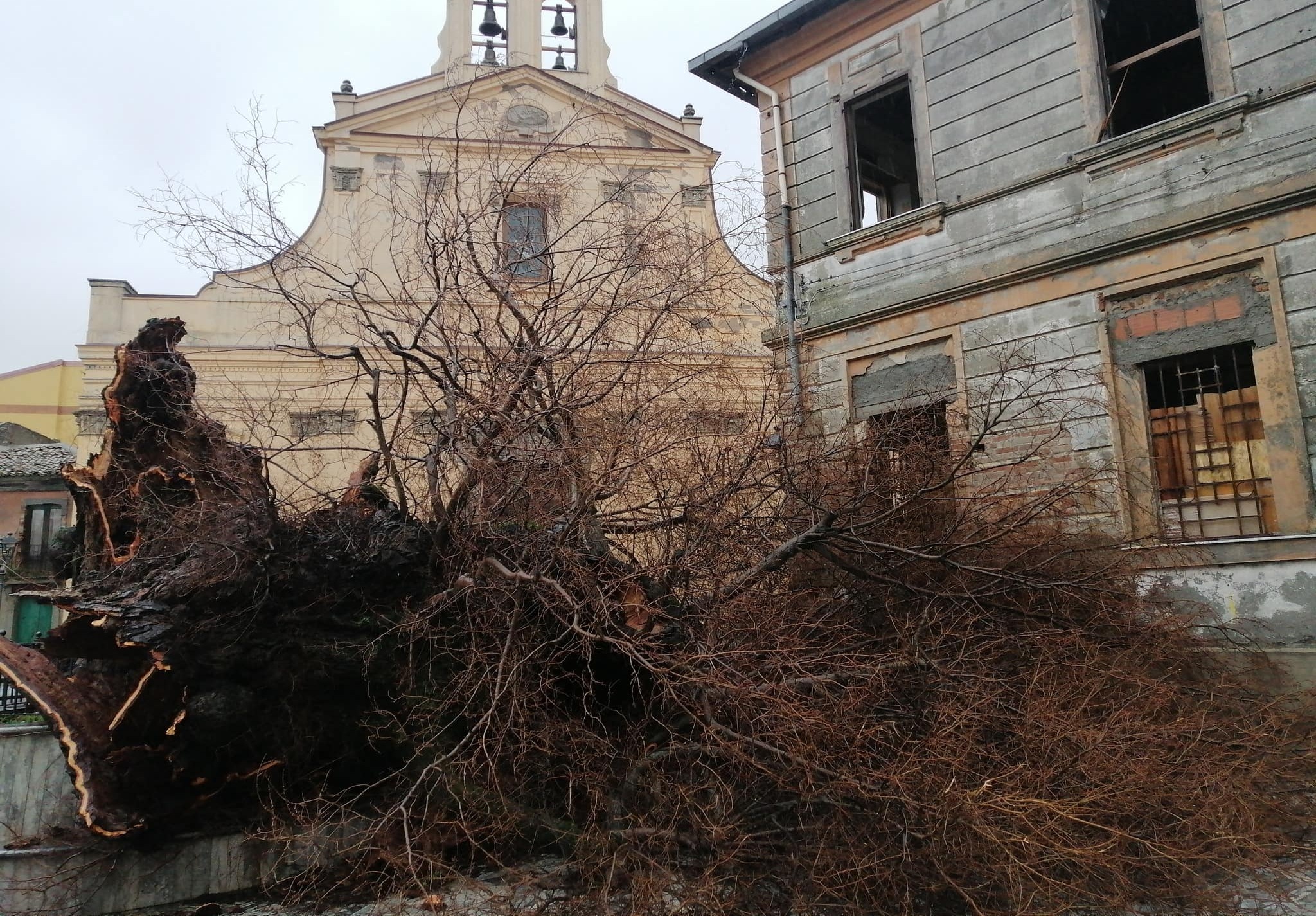 Vita e morte dell’Olmo di San Lorenzo. E se rinascesse Gerasimo?