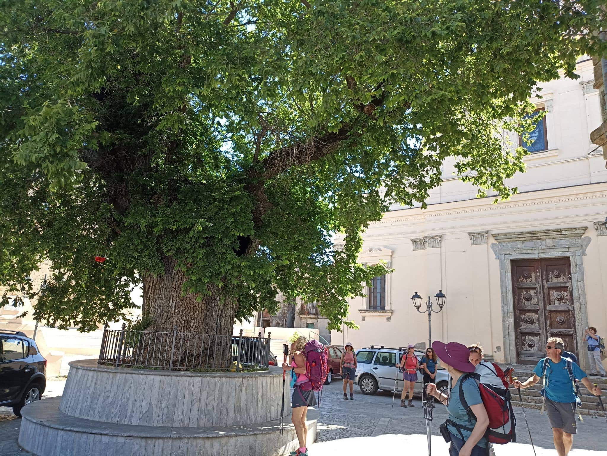 Olmo di San Lorenzo Ph Giuseppe Battaglia 2 - Meraviglie di Calabria - 8