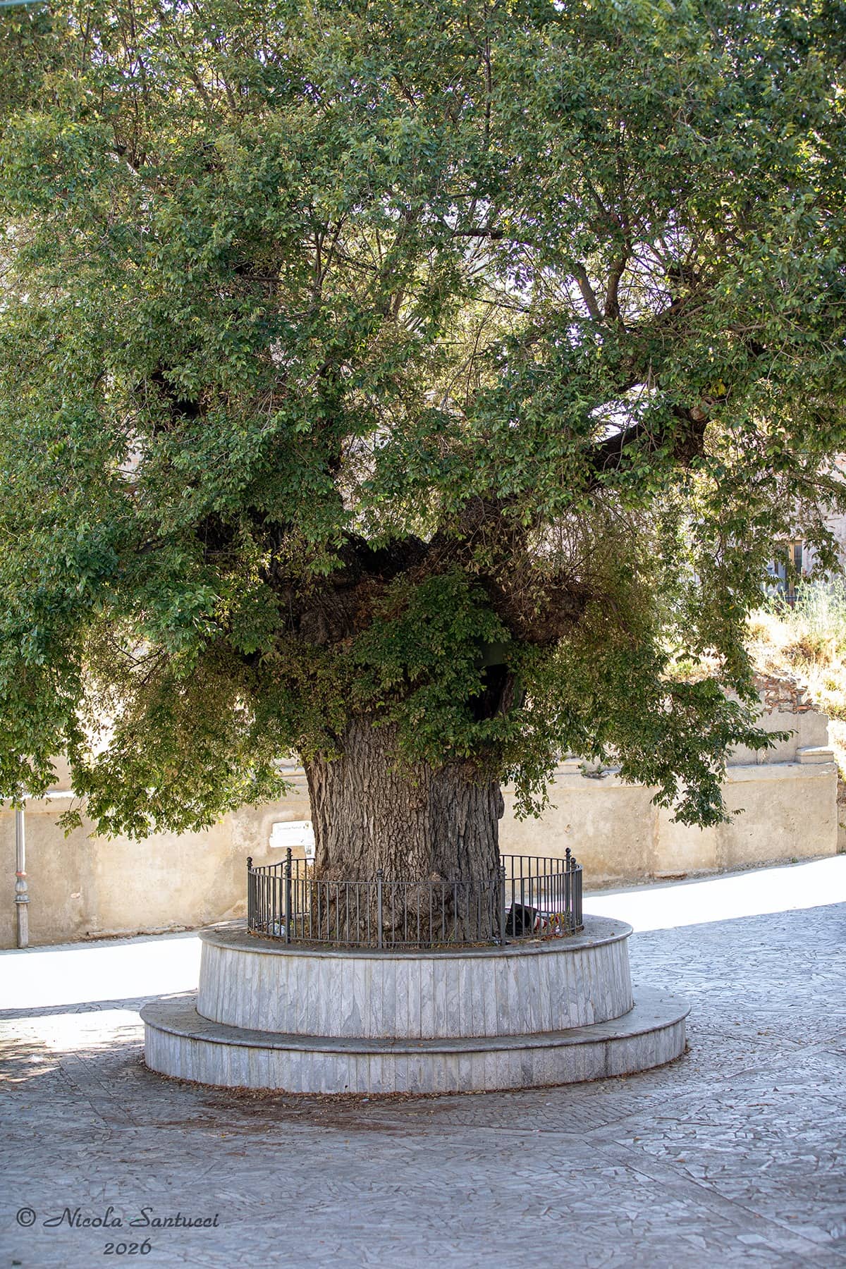 Olmo di San Lorenzo Ph Nicola Santucci 3 - Meraviglie di Calabria - 6