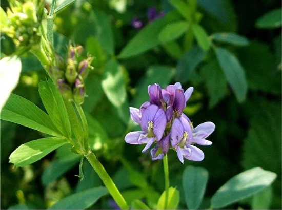 Piante officinali 1 - Meraviglie di Calabria - 16