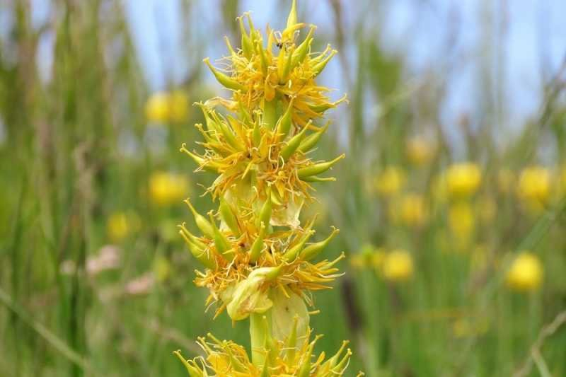 Piante officinali Gentiana lutea ph Foto di Mauro Felicioli - Meraviglie di Calabria - 2
