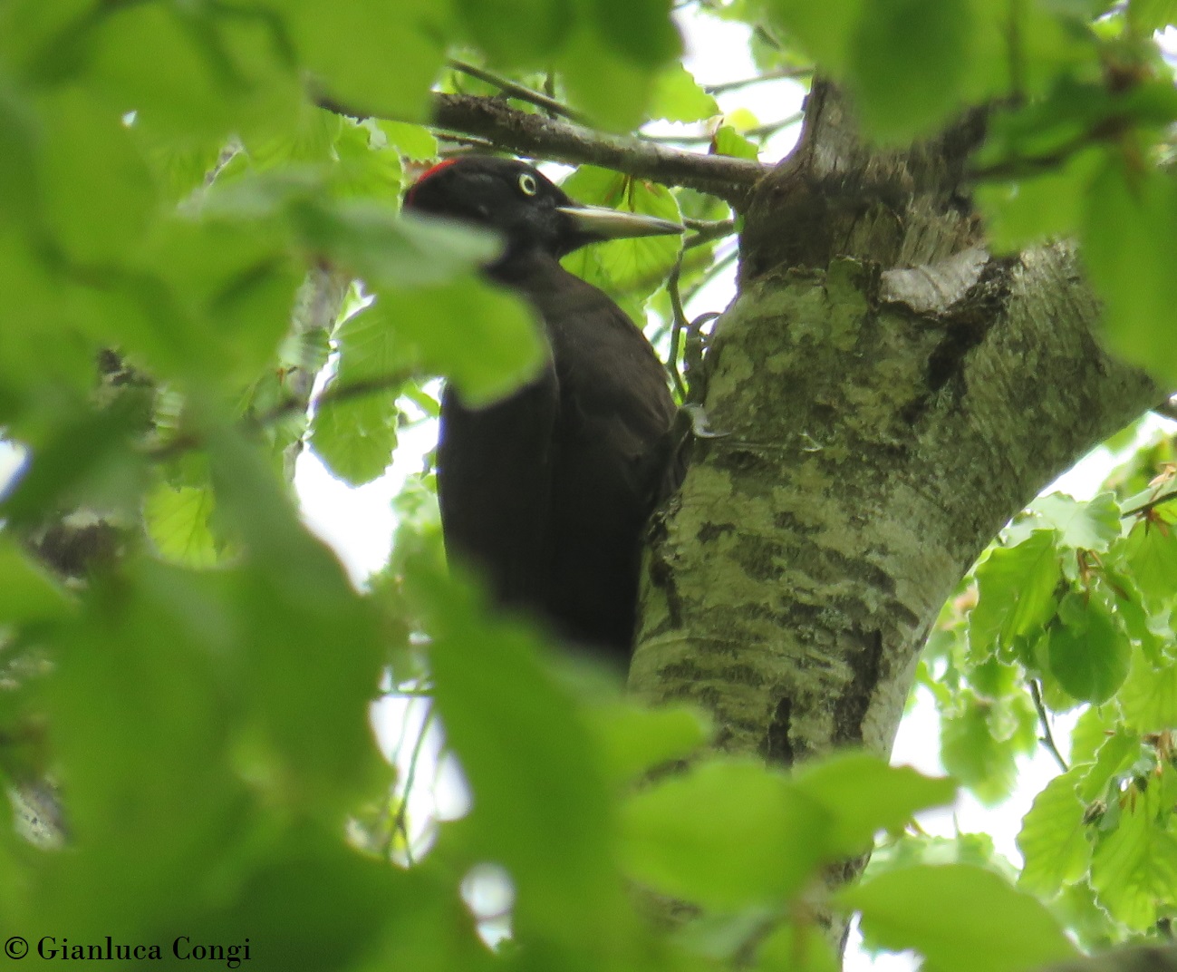 Picchio nero ph Gianluca Congi - Meraviglie di Calabria - 22