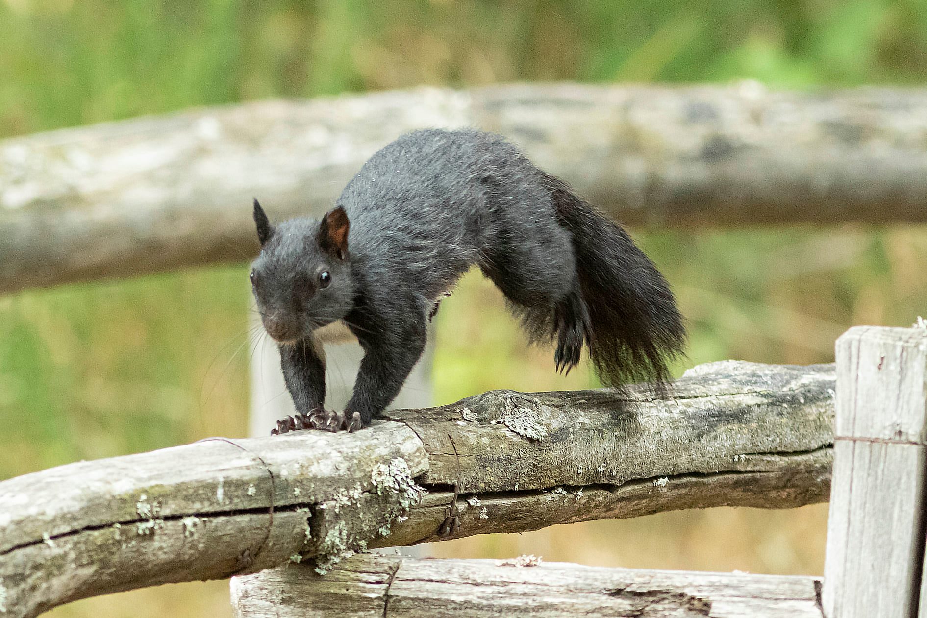 Scoiattolo nero Giganti della Sila 6 - Meraviglie di Calabria - 18