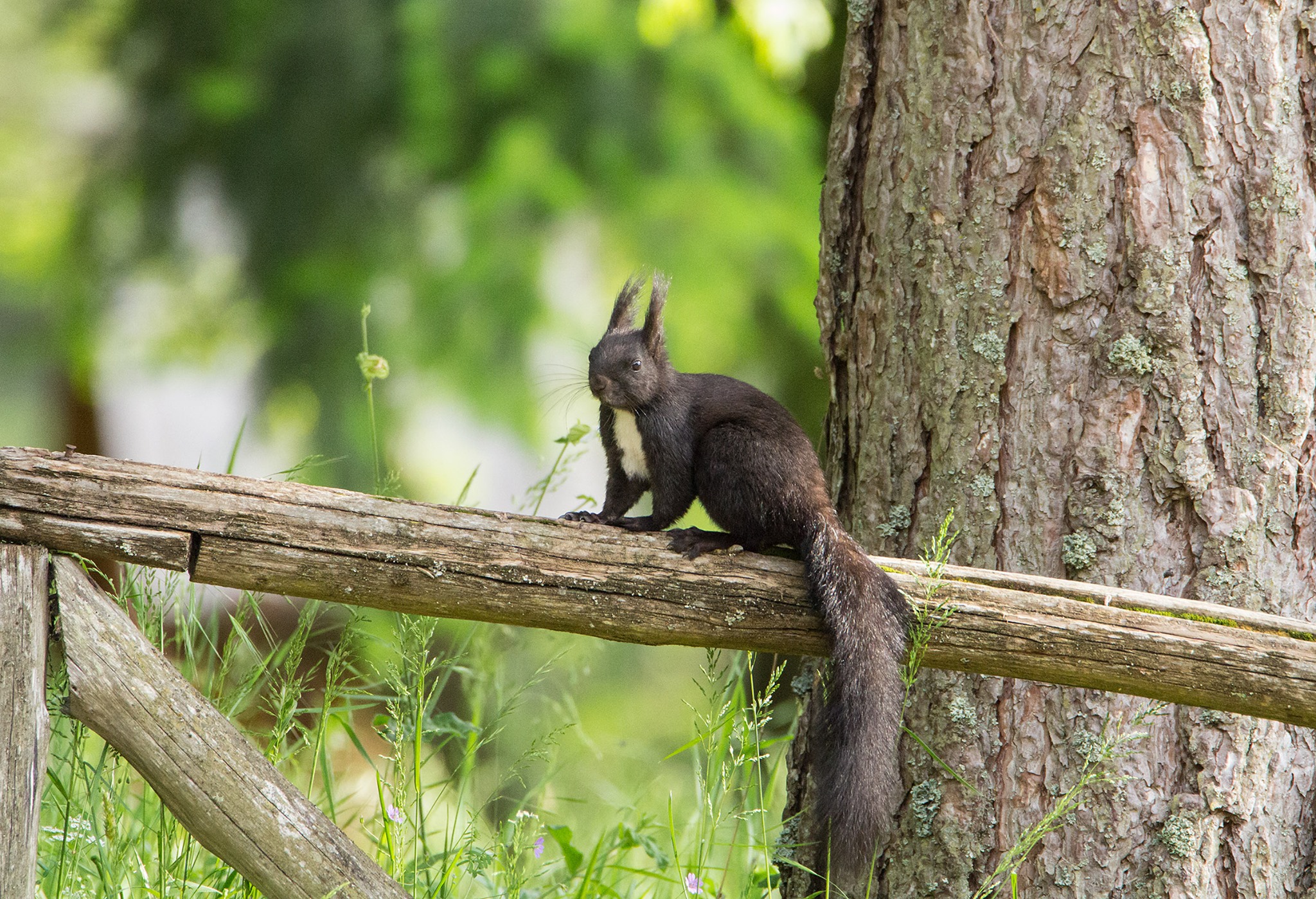 Scoiattolo nero Giganti della Sila 9 - Meraviglie di Calabria - 20