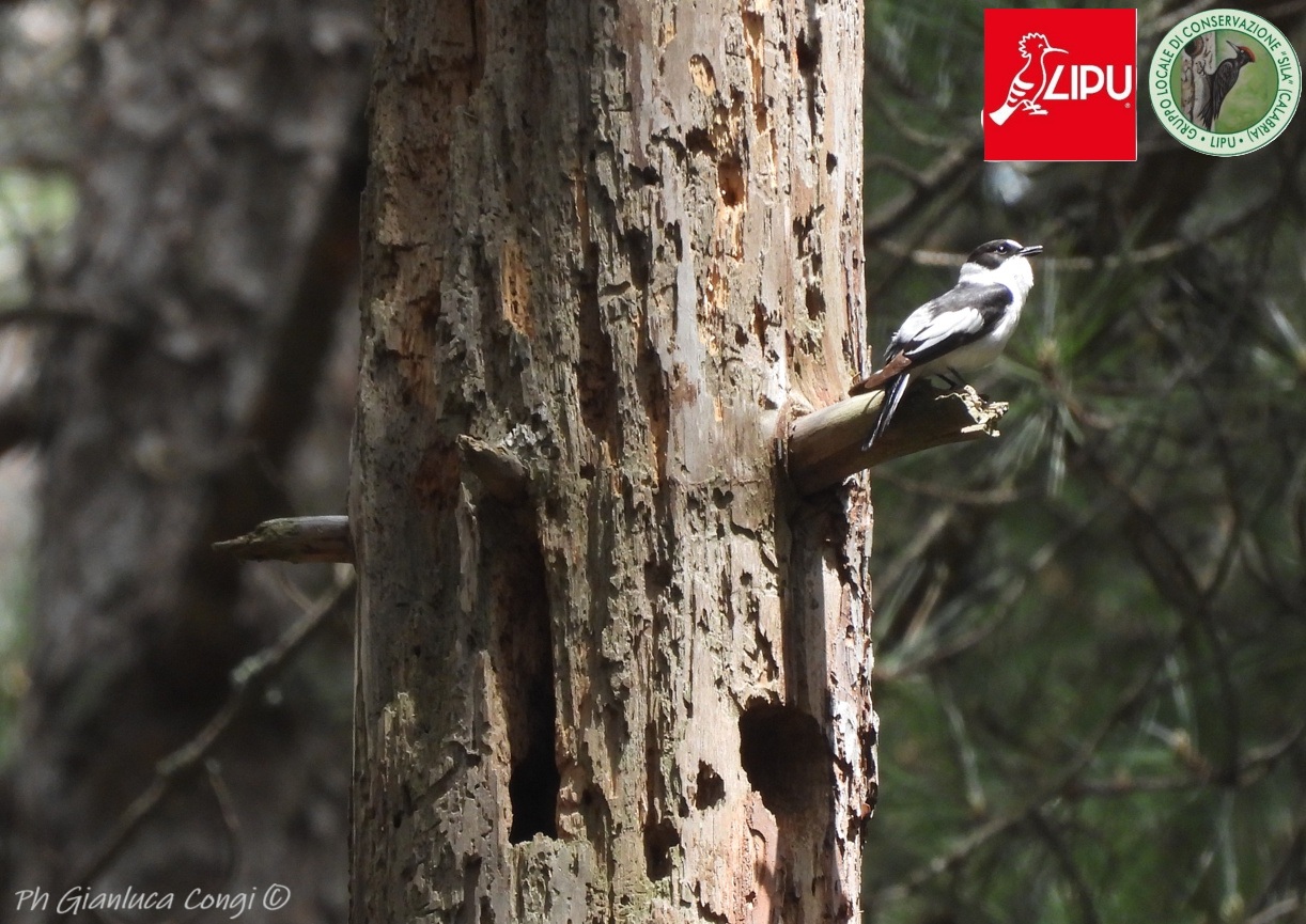 Sila uccelli Balia dal collare Lipu foto di Gianluca Congi - Meraviglie di Calabria - 14
