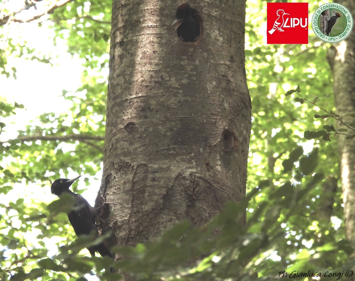 Sila uccelli Picchio nero Lipu foto di Gianluca Congi - Meraviglie di Calabria - 6