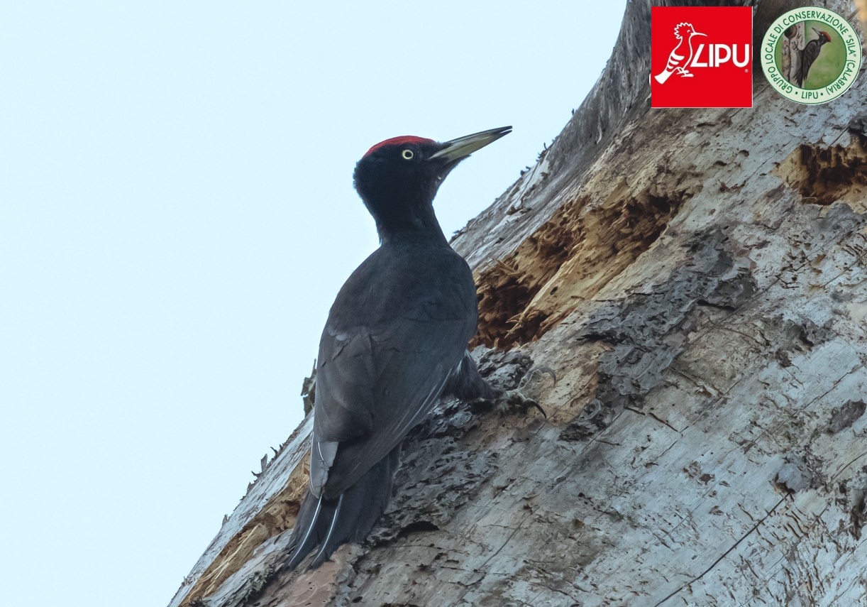 Sila uccelli Picchio nero Lipu ph Tommaso Talerico - Meraviglie di Calabria - 4