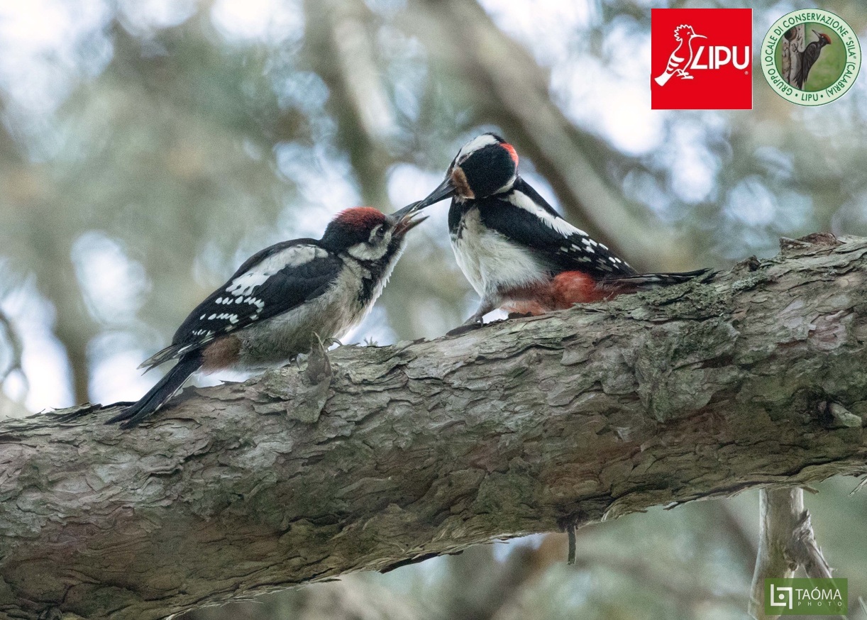 Benvenuti al Sud, i Giganti della Sila scelti da 60 specie di uccelli